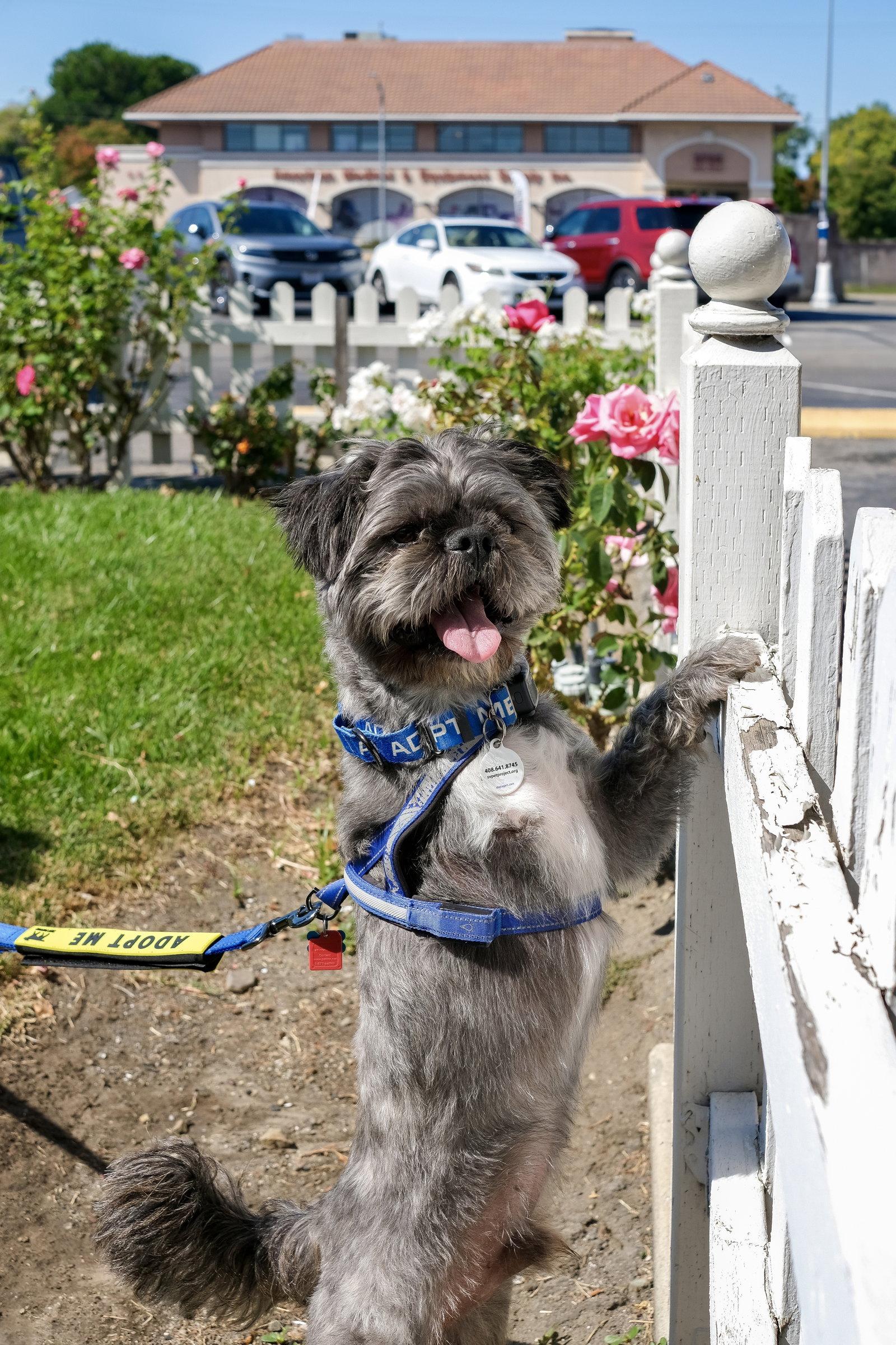 Enlarge Hiccup, a Adoptable mixed breed in San Jose, CA image 2/3