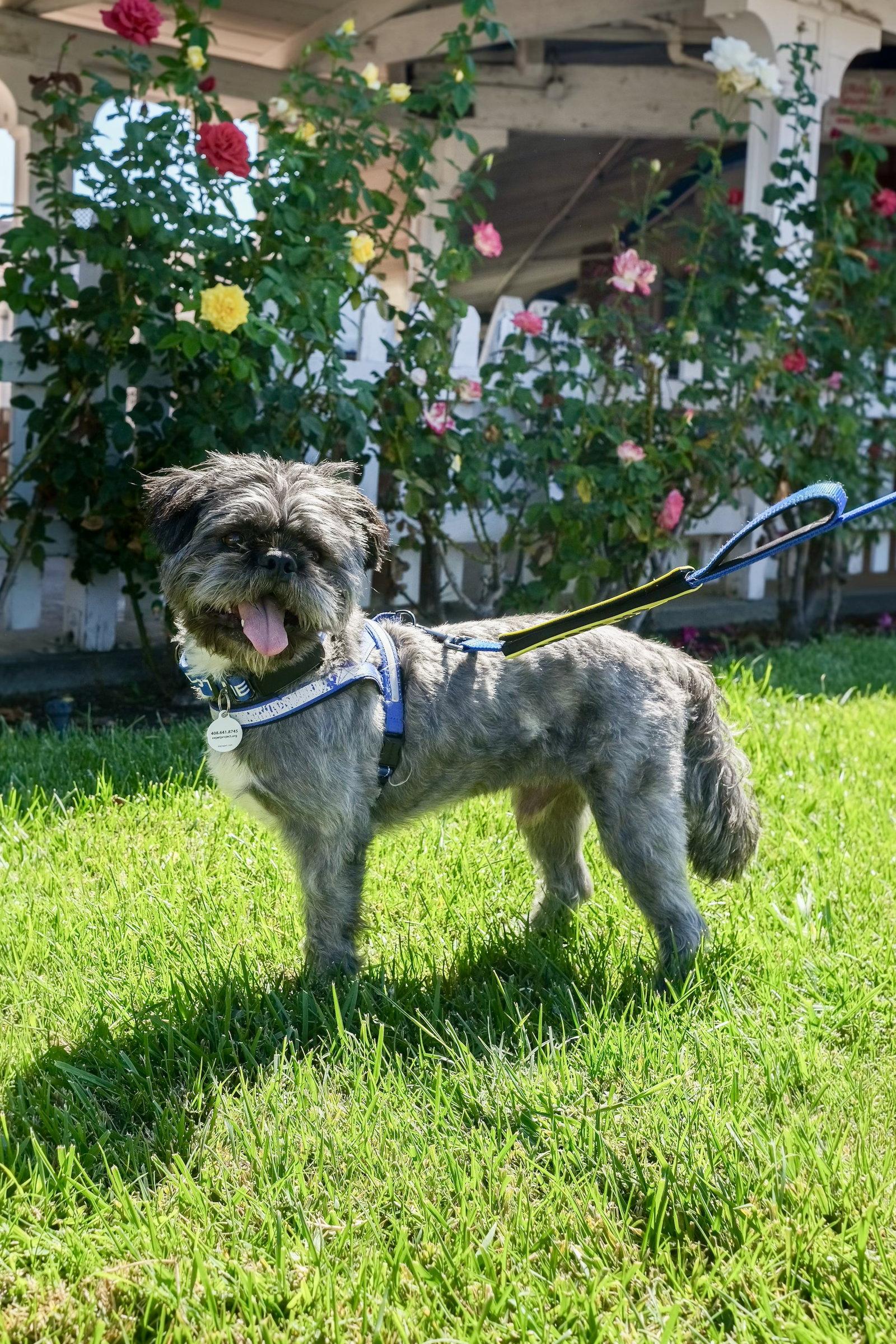 Enlarge Hiccup, a Adoptable mixed breed in San Jose, CA image 3/3