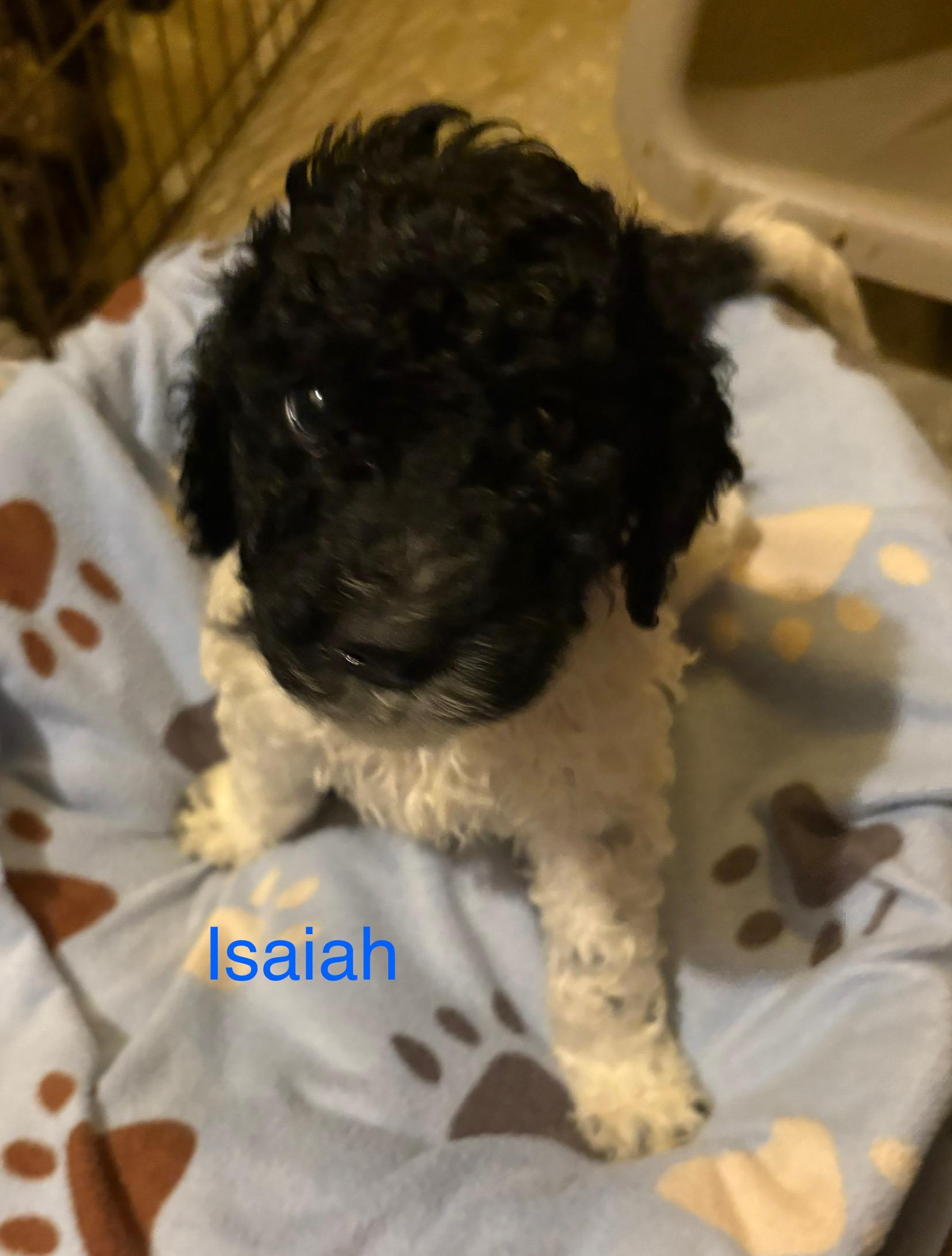 Isaiah - In Foster