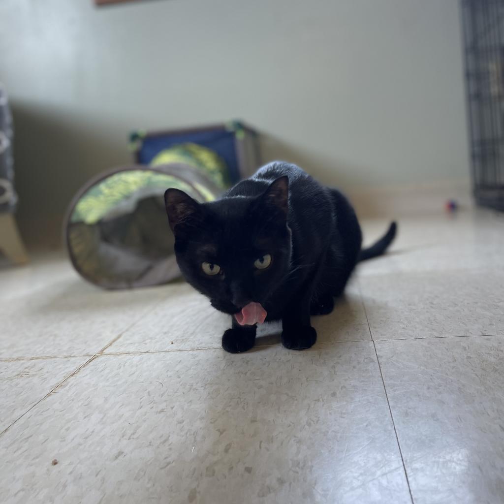 Poe, Adoptable, Adult Female Domestic Short Hair.