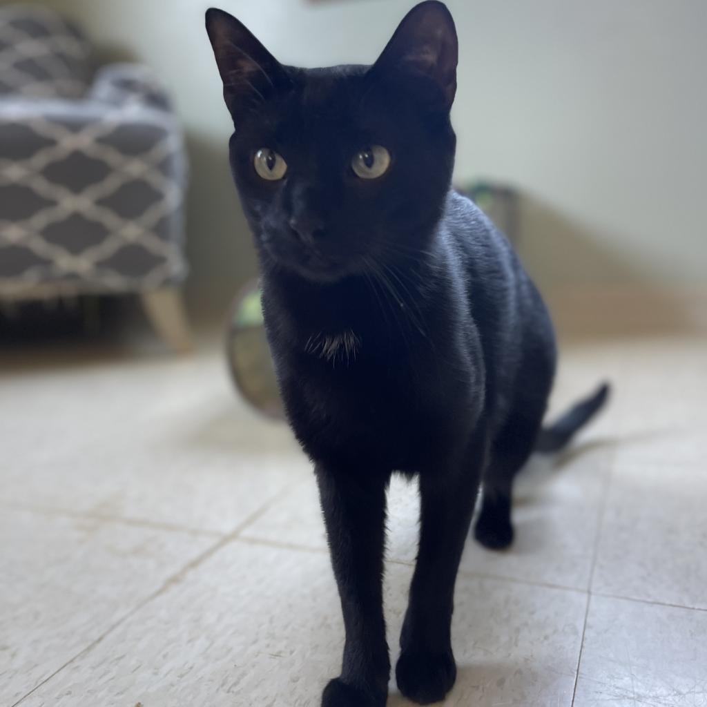 Enlarge Poe, a Adoptable Domestic Short Hair in Milford, IA image 2/6