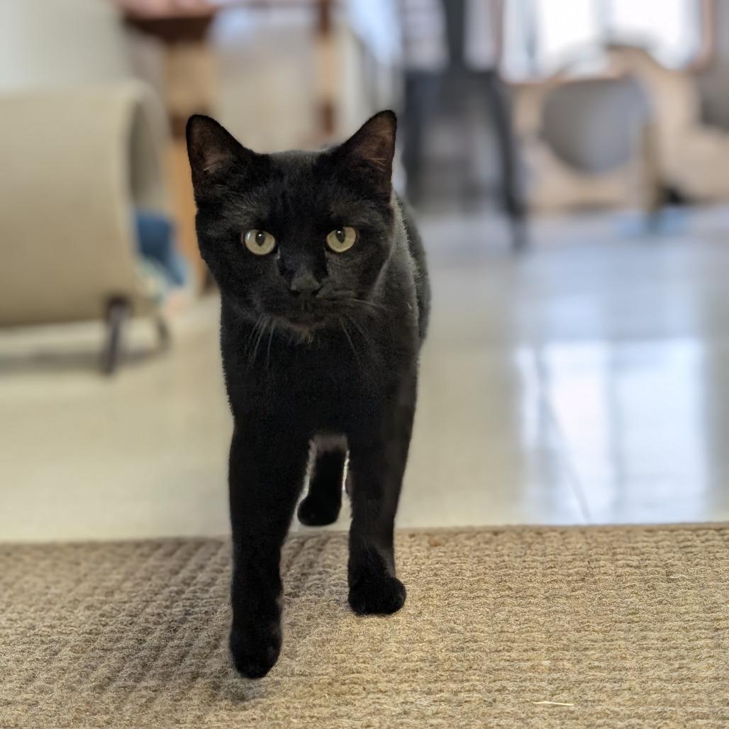 Enlarge Poe, a Adoptable Domestic Short Hair in Milford, IA image 4/6