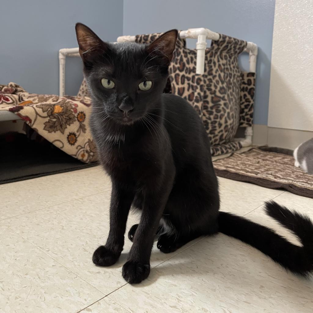 Enlarge Poe, a Adoptable Domestic Short Hair in Milford, IA image 5/6