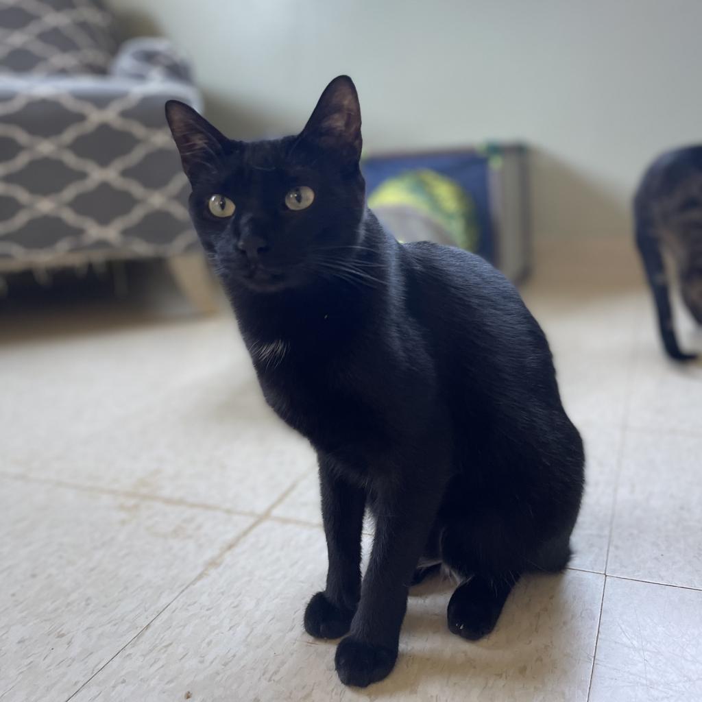 Enlarge Poe, a Adoptable Domestic Short Hair in Milford, IA image 6/6