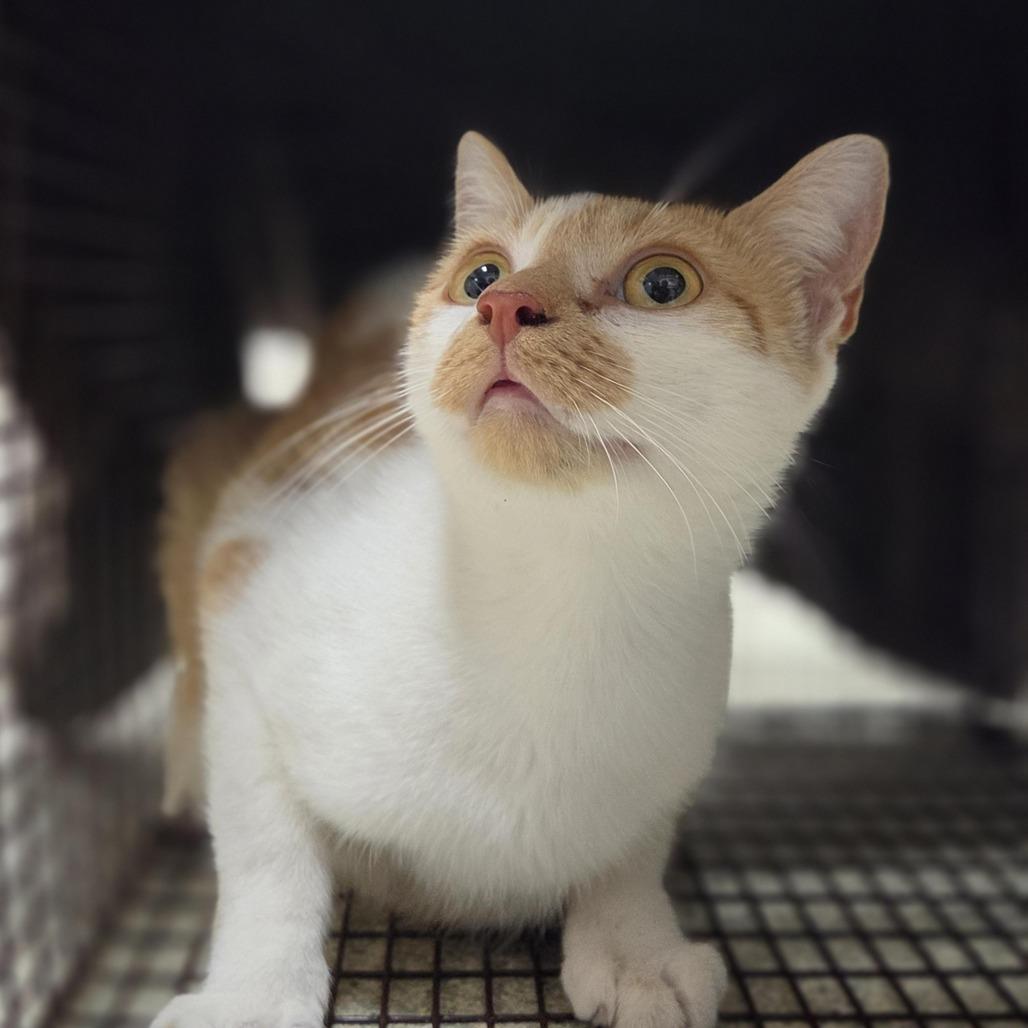 Rio, Adoptable, Adult Female Domestic Short Hair.