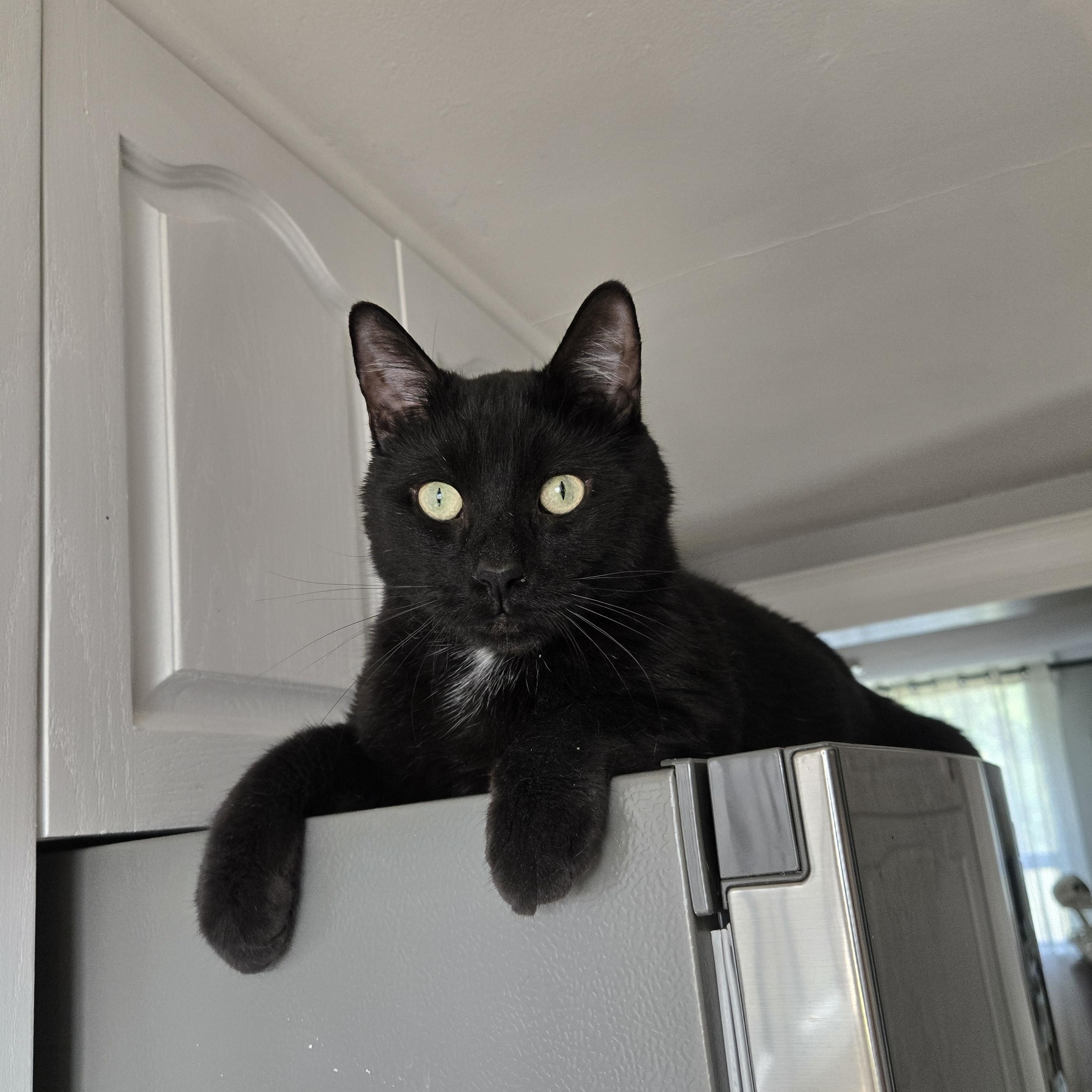Bowie