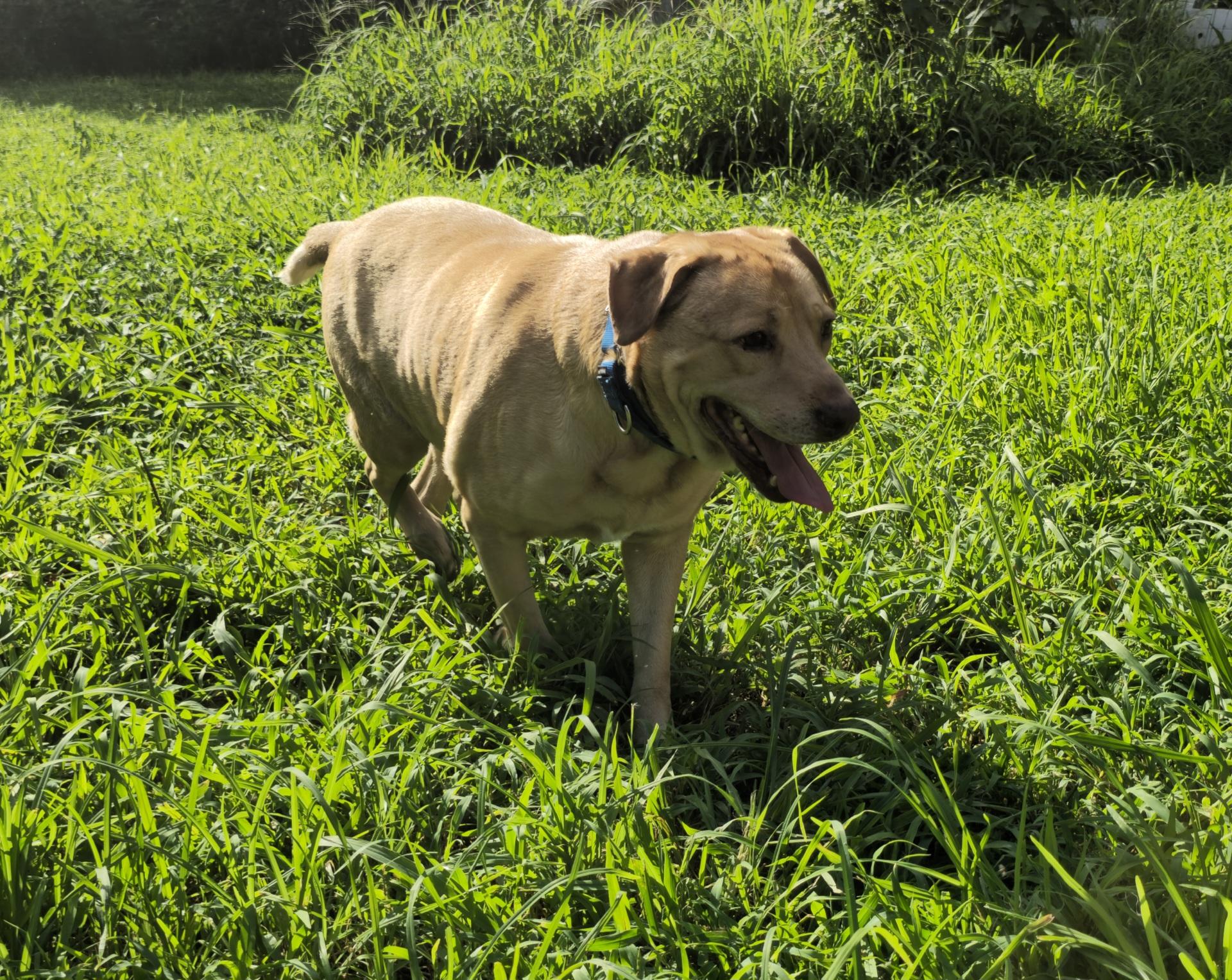 Woody, a ADOPTABLE mixed breed in Bristol, CT image 3/5