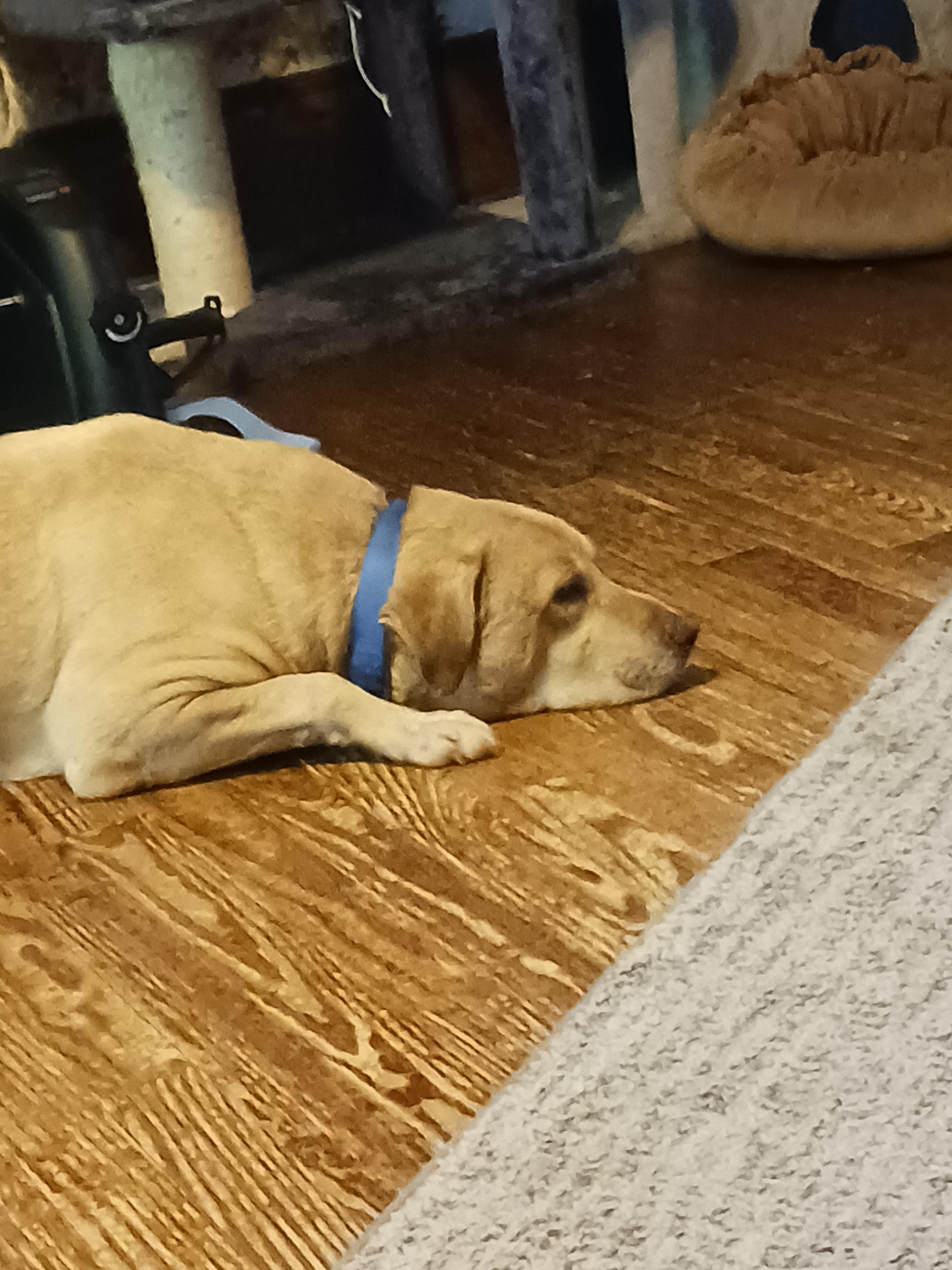 Woody, ADOPTABLE, Senior Male Yellow Labrador Retriever.
