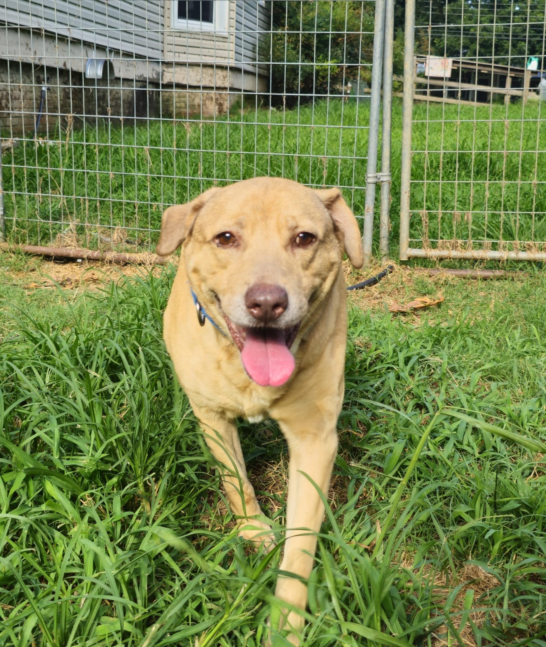 Woody, a ADOPTABLE mixed breed in Bristol, CT image 2/5