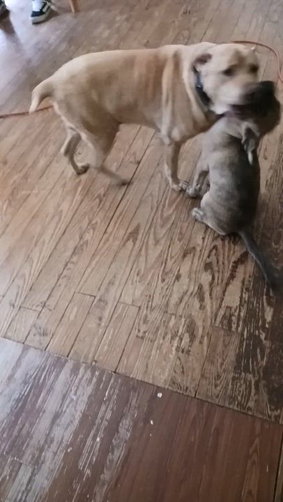 Enlarge Woody, a ADOPTABLE mixed breed in Bristol, CT video 5/5