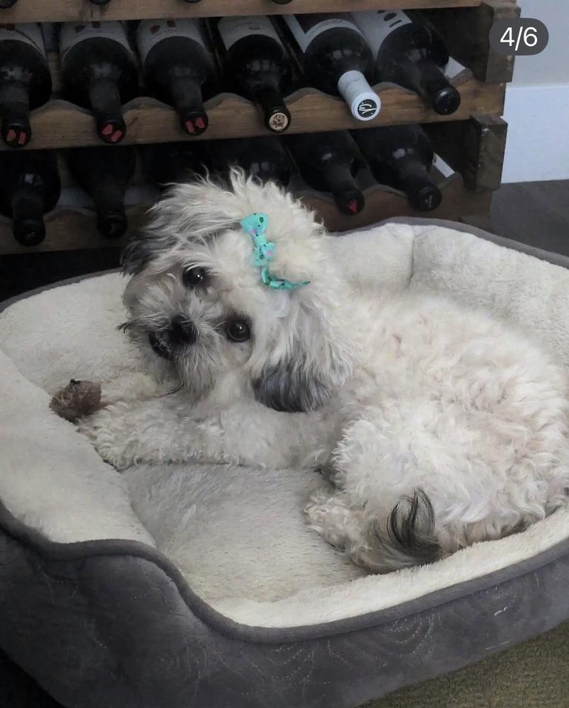 Enlarge Venus, a Adoptable mixed breed in Mission Viejo, CA image 1/2