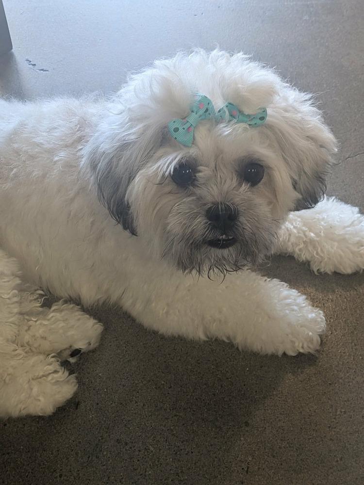 Venus, a Adoptable mixed breed in Mission Viejo, CA image 1/2