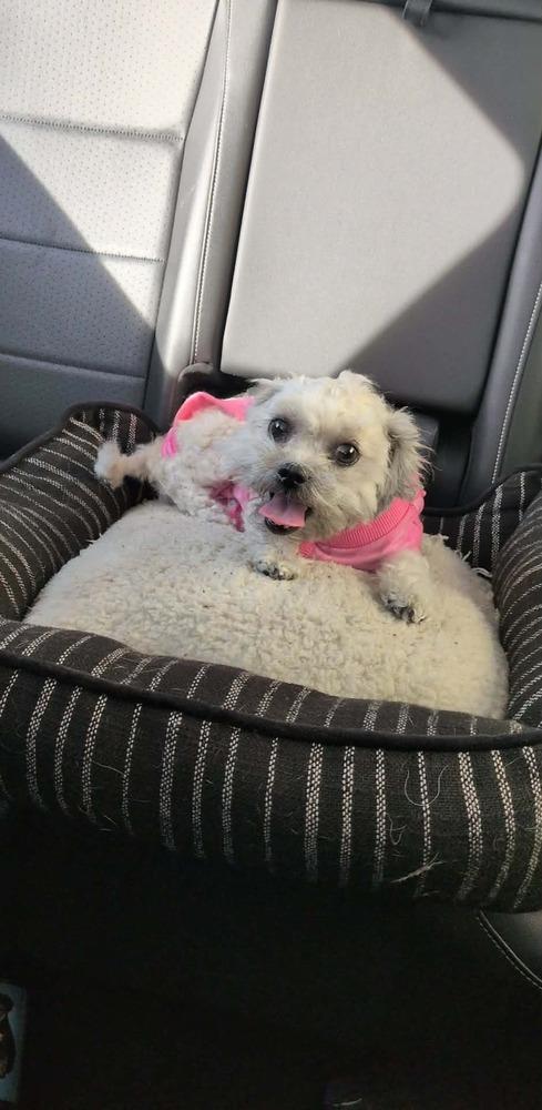 Venus, a Adoptable mixed breed in Mission Viejo, CA image 2/2