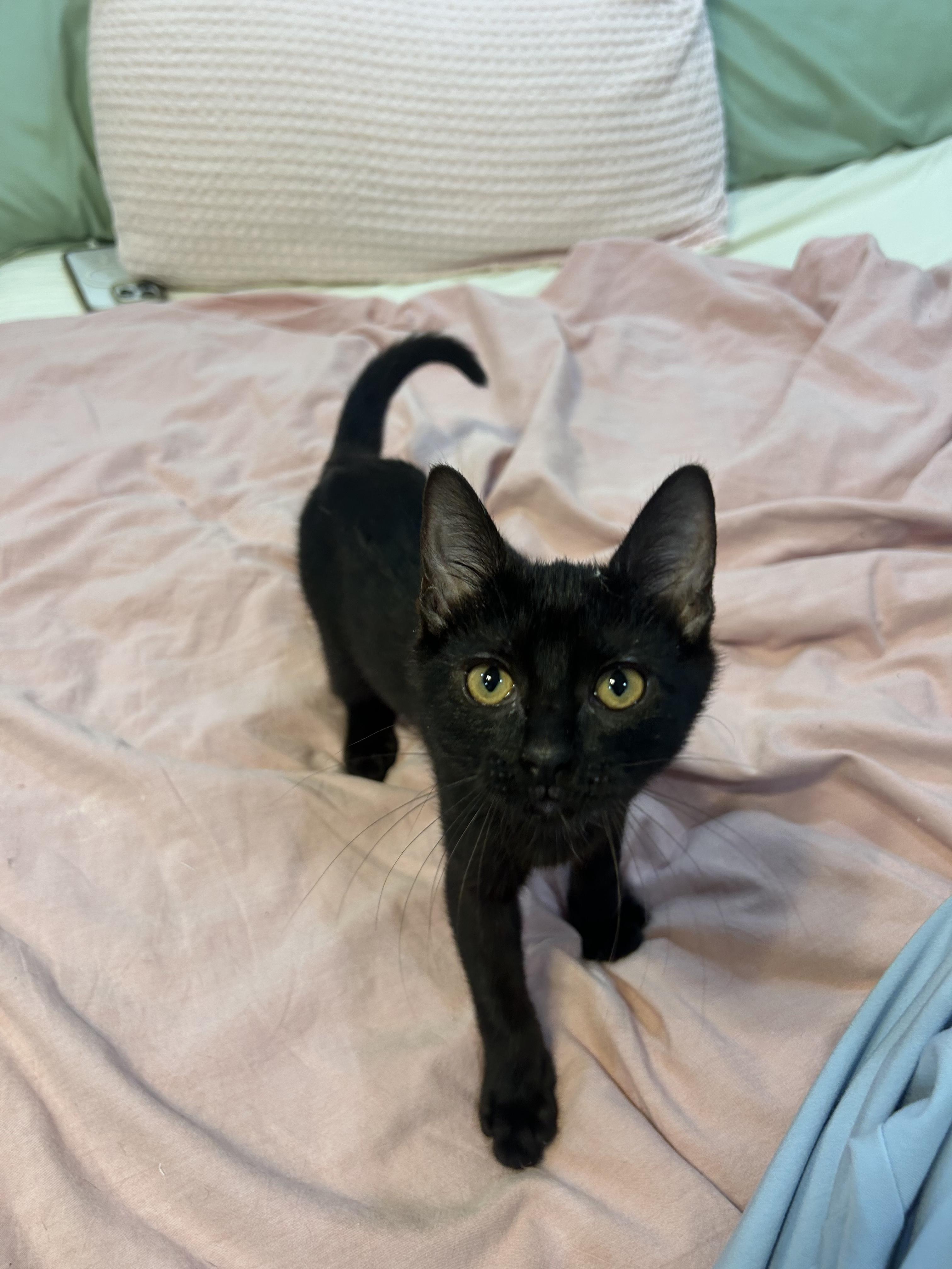 Enlarge Raven, a Adoptable mixed breed in Franklin, TN image 2/4