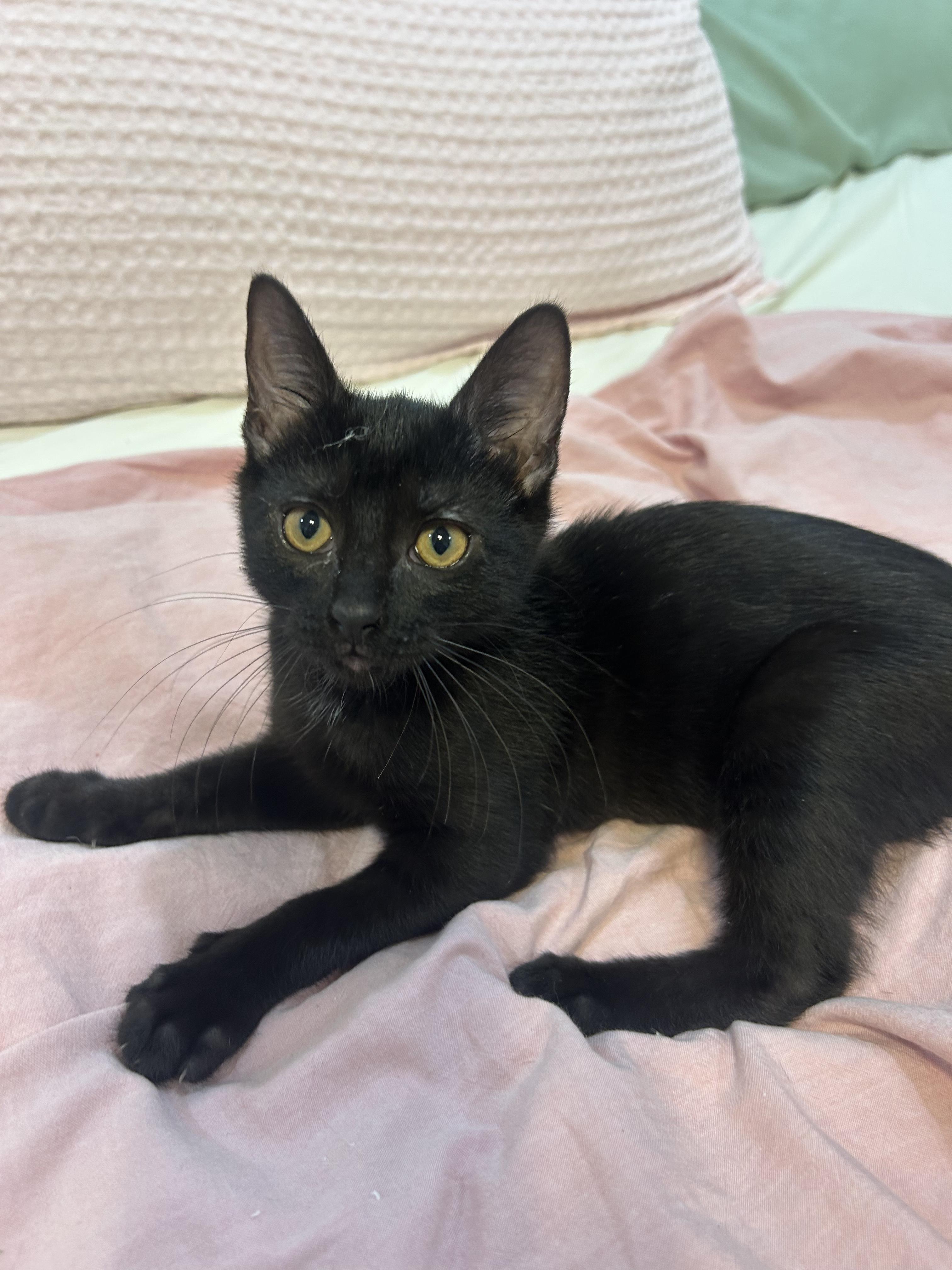 Enlarge Raven, a Adoptable mixed breed in Franklin, TN image 4/4