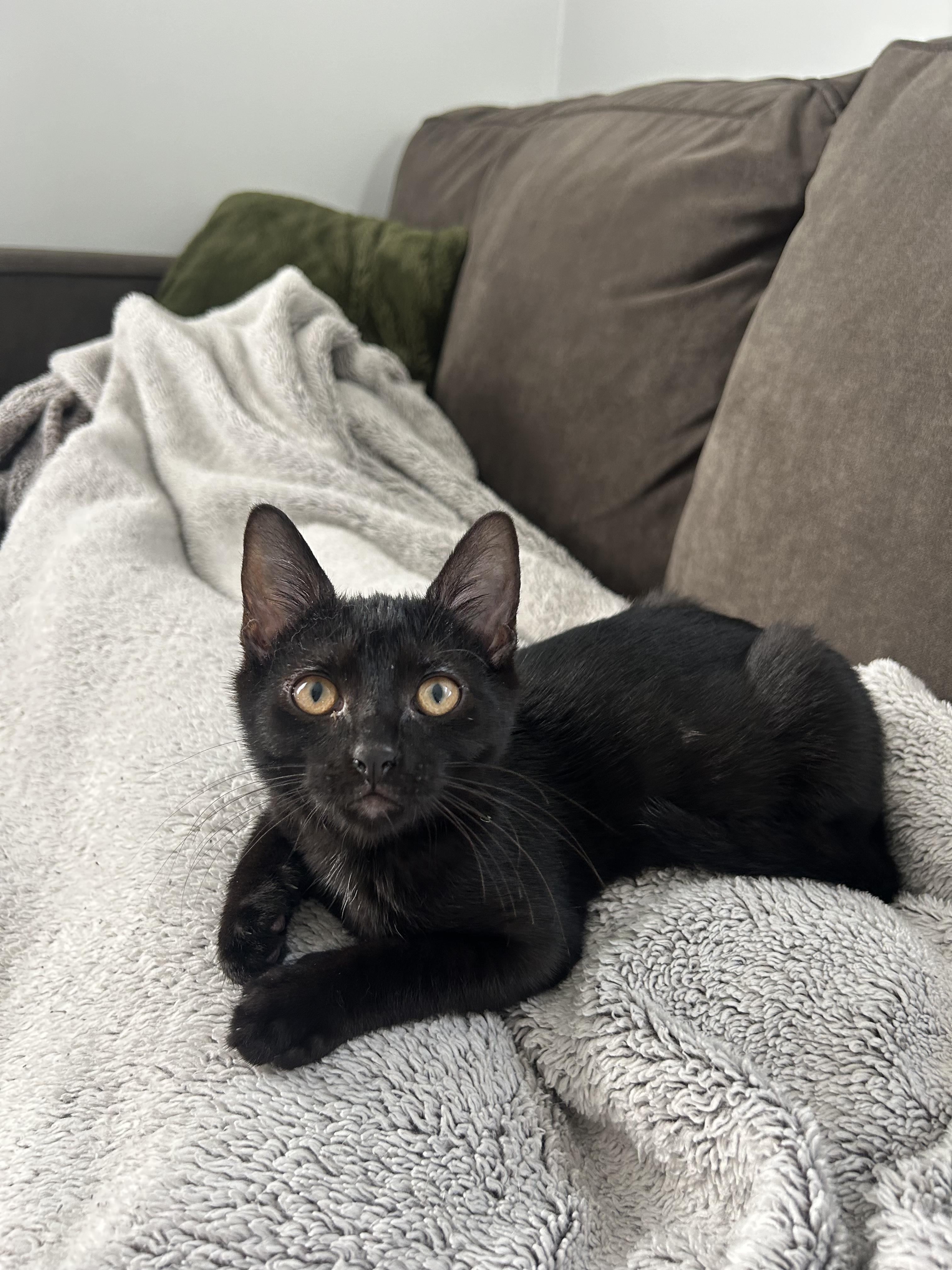 Enlarge Raven, a Adoptable mixed breed in Franklin, TN image 1/4
