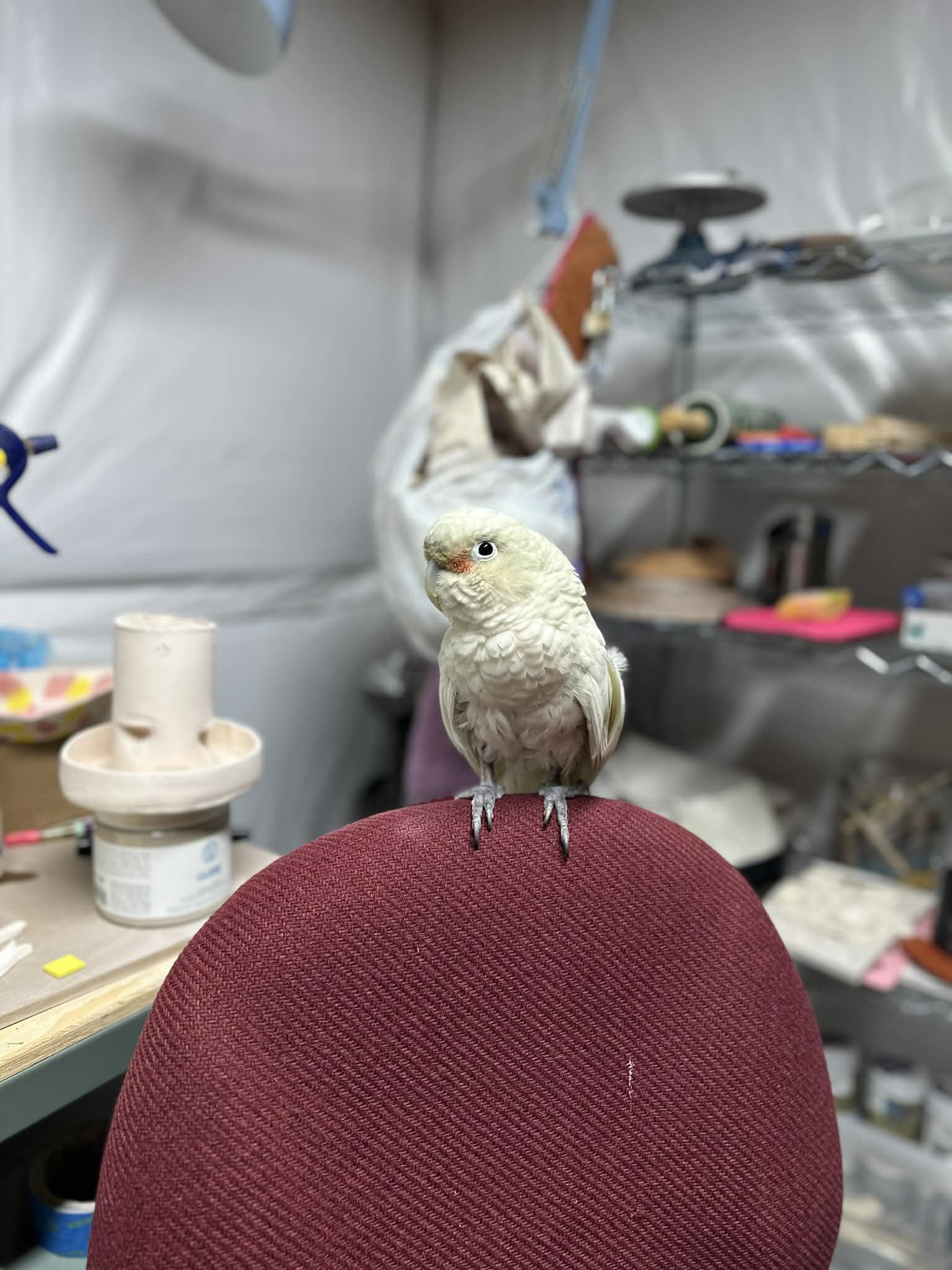Enlarge Chaucey 0578, a Adoptable Cockatoo in Stephens City, VA image 1/3