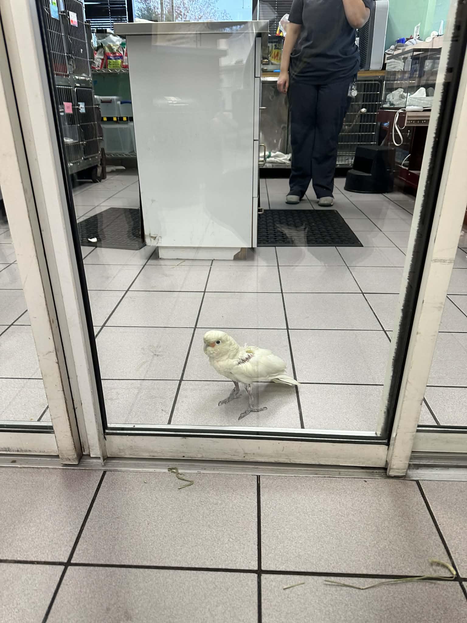 Enlarge Chaucey 0578, a Adoptable Cockatoo in Stephens City, VA image 2/3