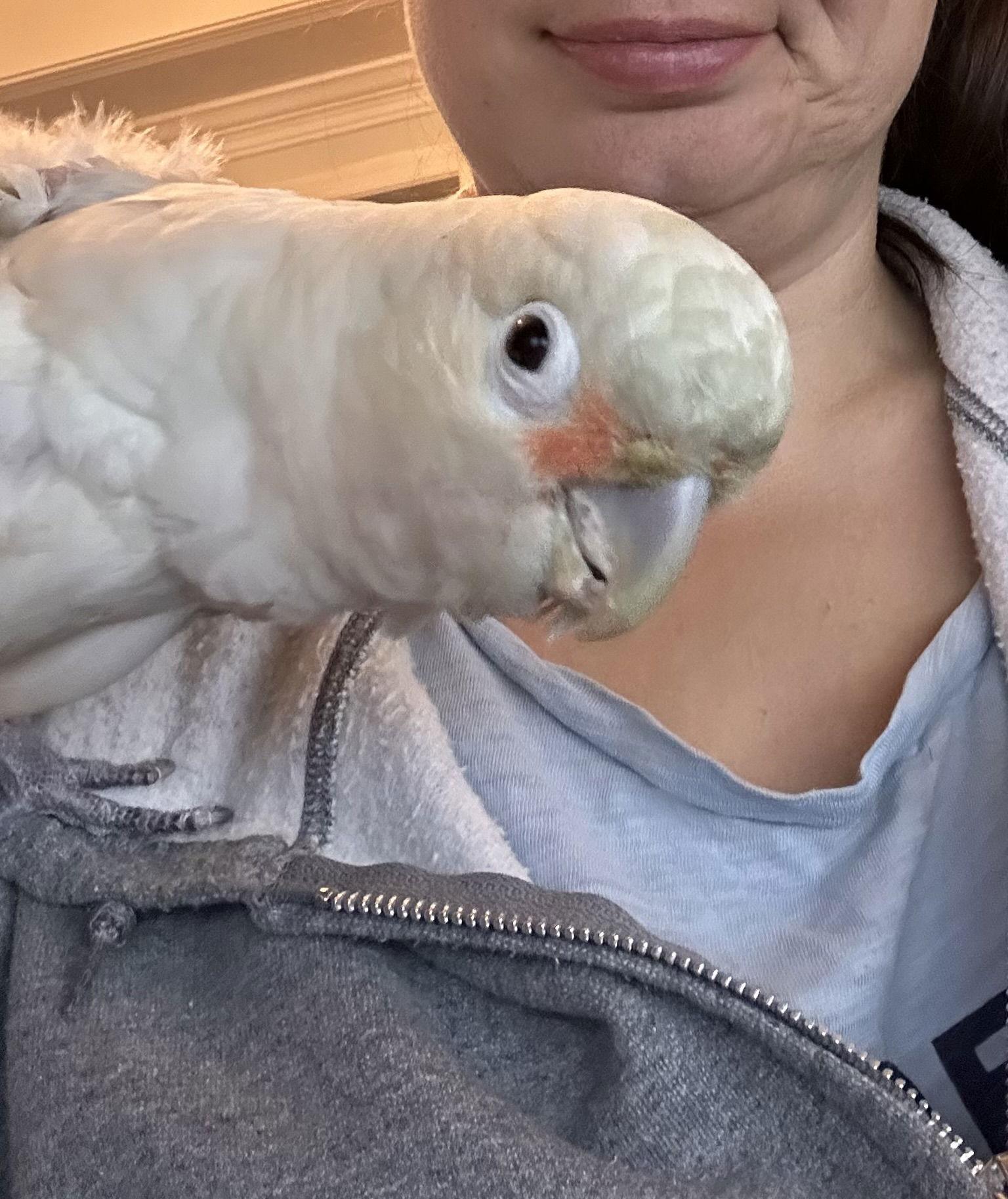 Enlarge Chaucey 0578, a Adoptable Cockatoo in Stephens City, VA image 3/3