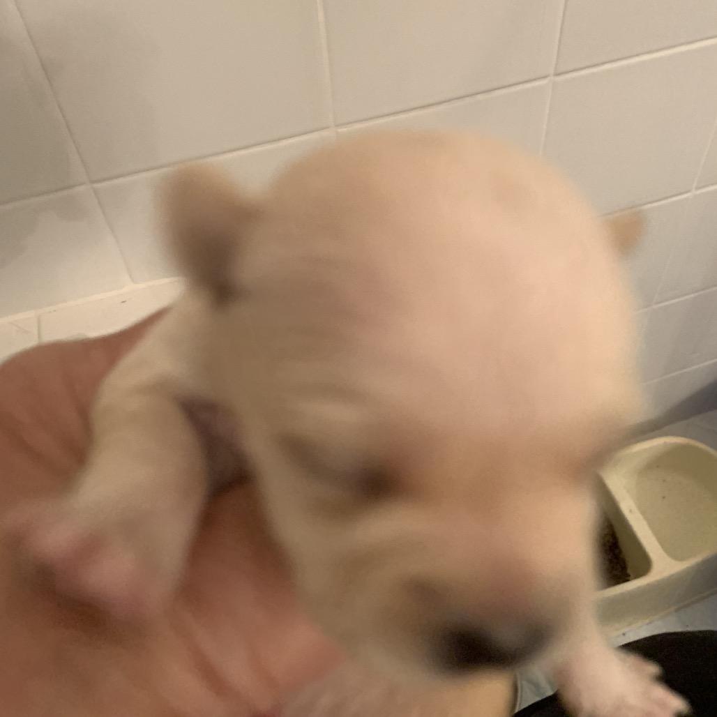 Peggy the Piggy Bank, Adoptable, Puppy Female Chihuahua & Mixed Breed.