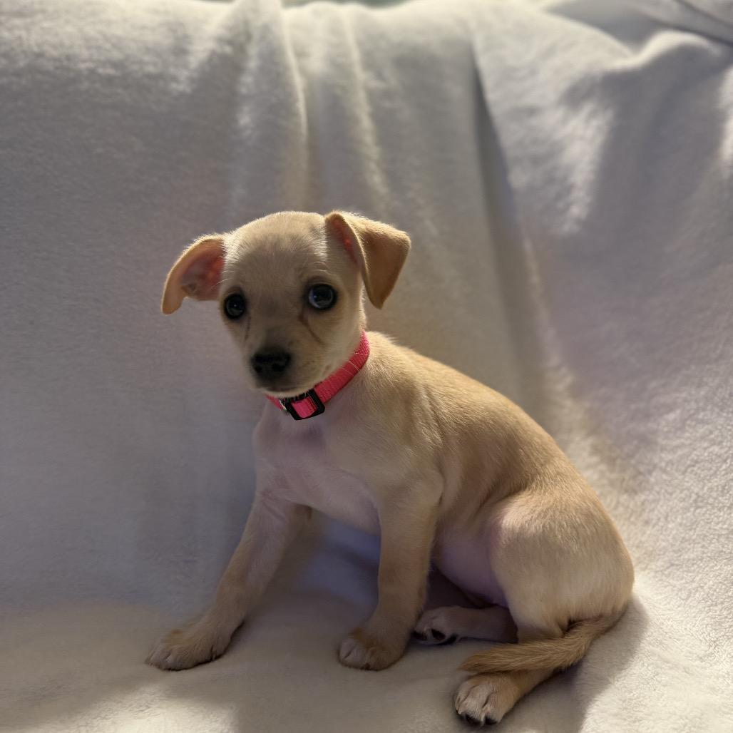 Enlarge Peggy the Piggy Bank, a Adoptable mixed breed in Sacramento, CA image 2/6