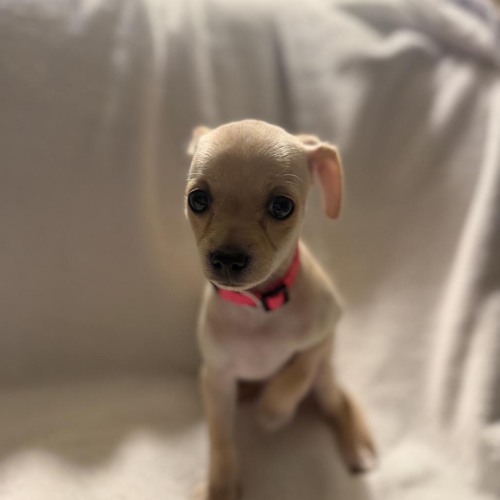 Enlarge Peggy the Piggy Bank, a Adoptable mixed breed in Sacramento, CA image 3/6