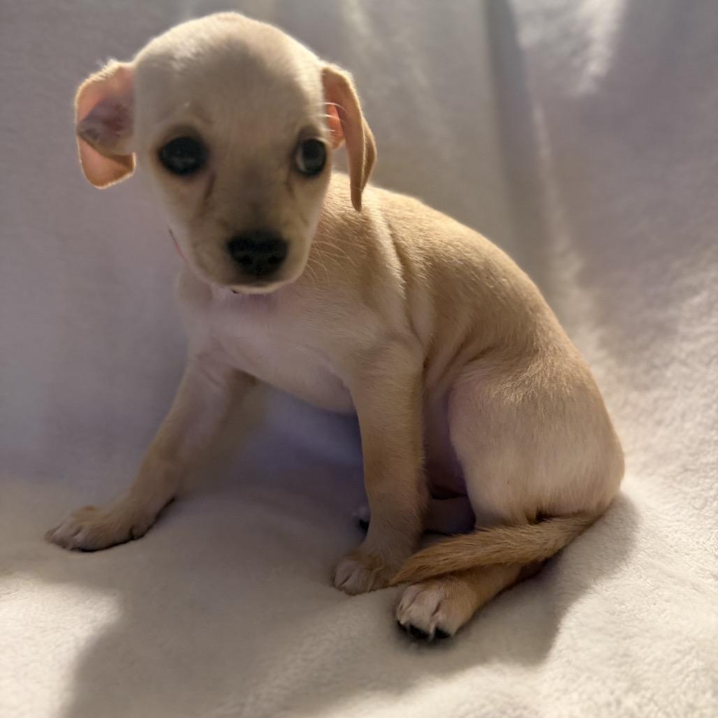 Enlarge Peggy the Piggy Bank, a Adoptable mixed breed in Sacramento, CA image 4/6