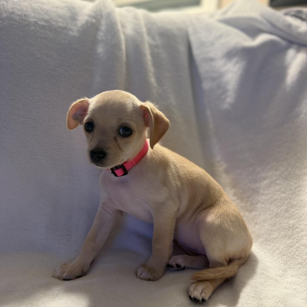 Enlarge Peggy the Piggy Bank, a Adoptable mixed breed in Sacramento, CA image 5/6