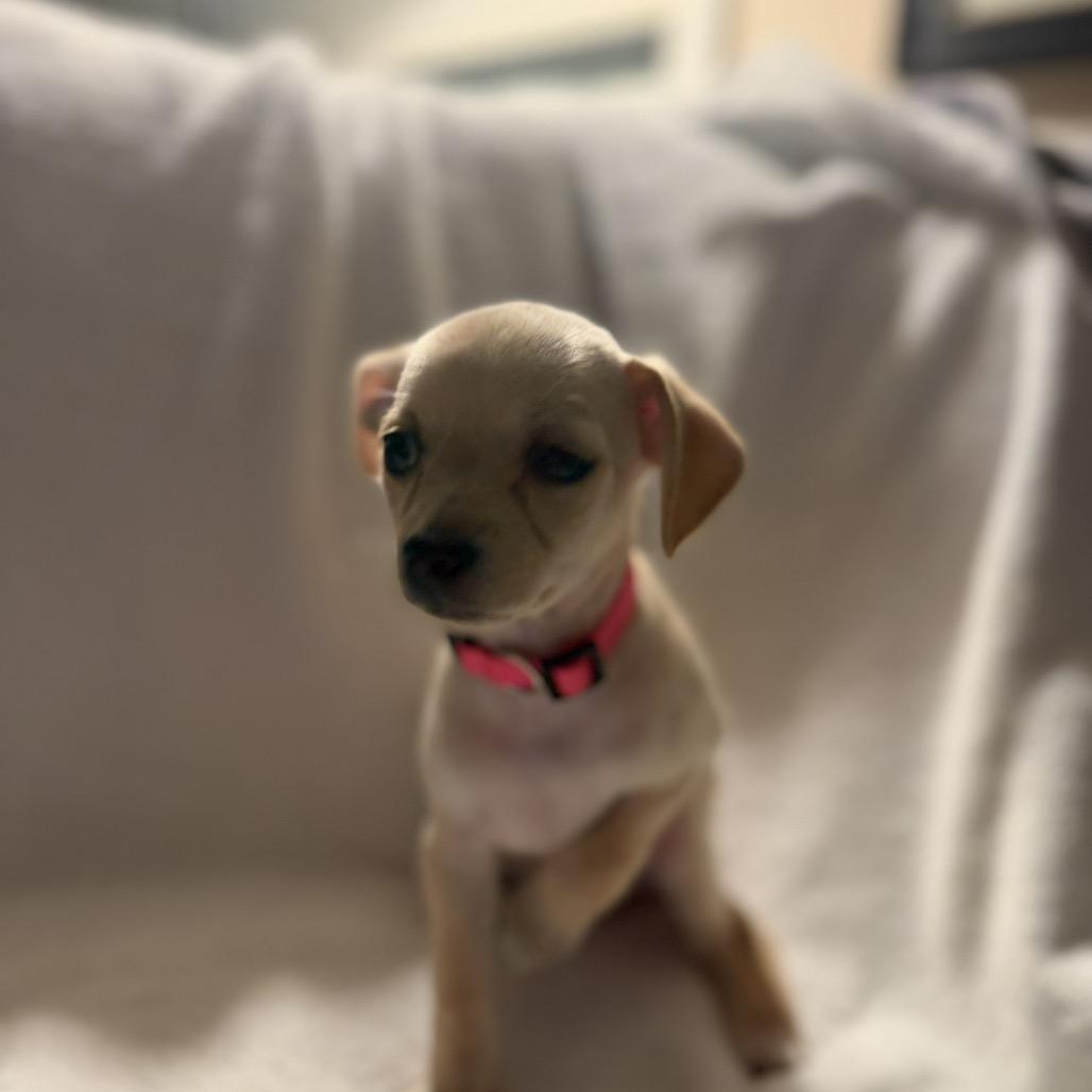 Enlarge Peggy the Piggy Bank, a Adoptable mixed breed in Sacramento, CA image 6/6