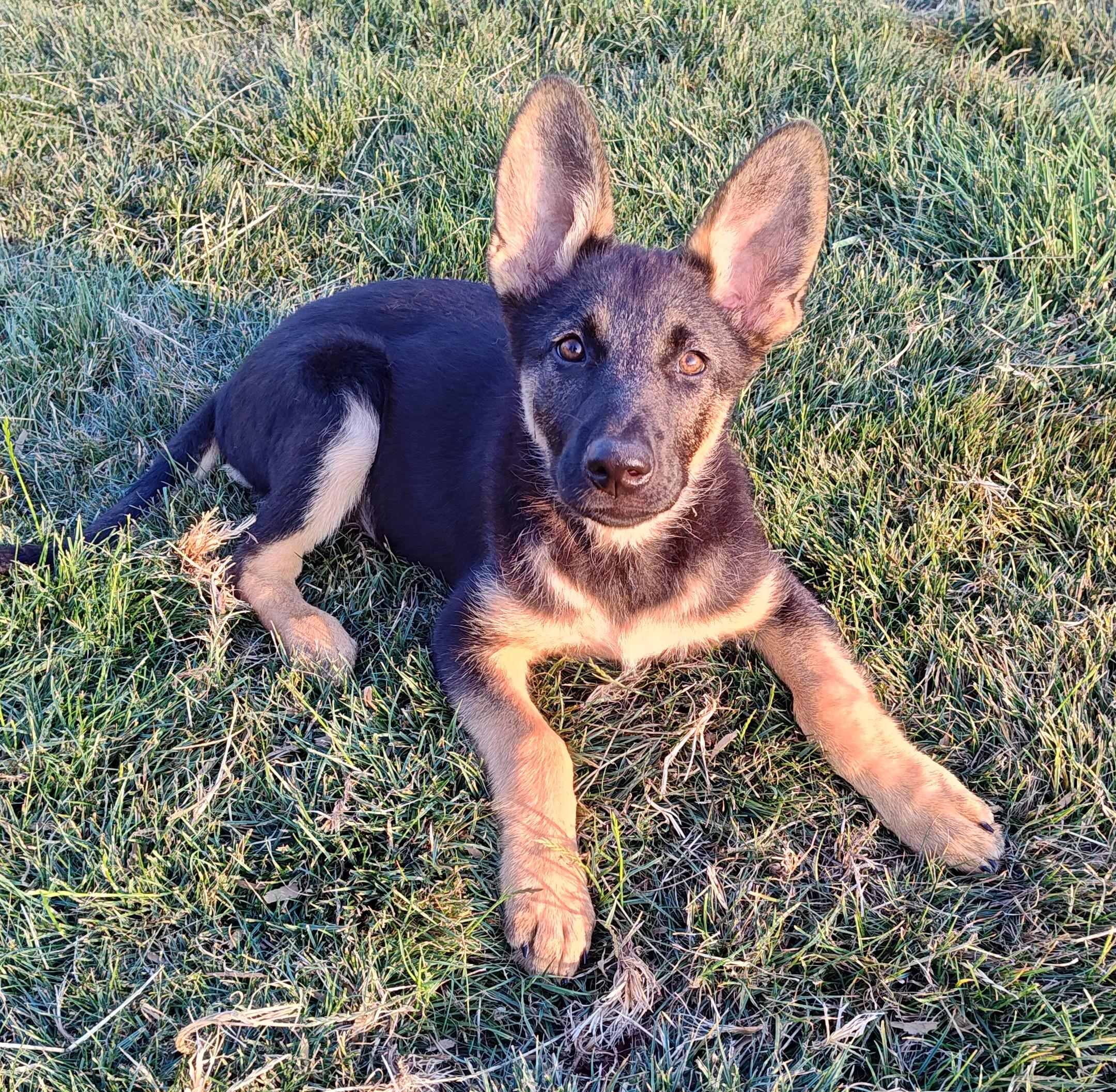 Enlarge Pinky, a Adopted German Shepherd Dog in Bellingham, WA image 1/6