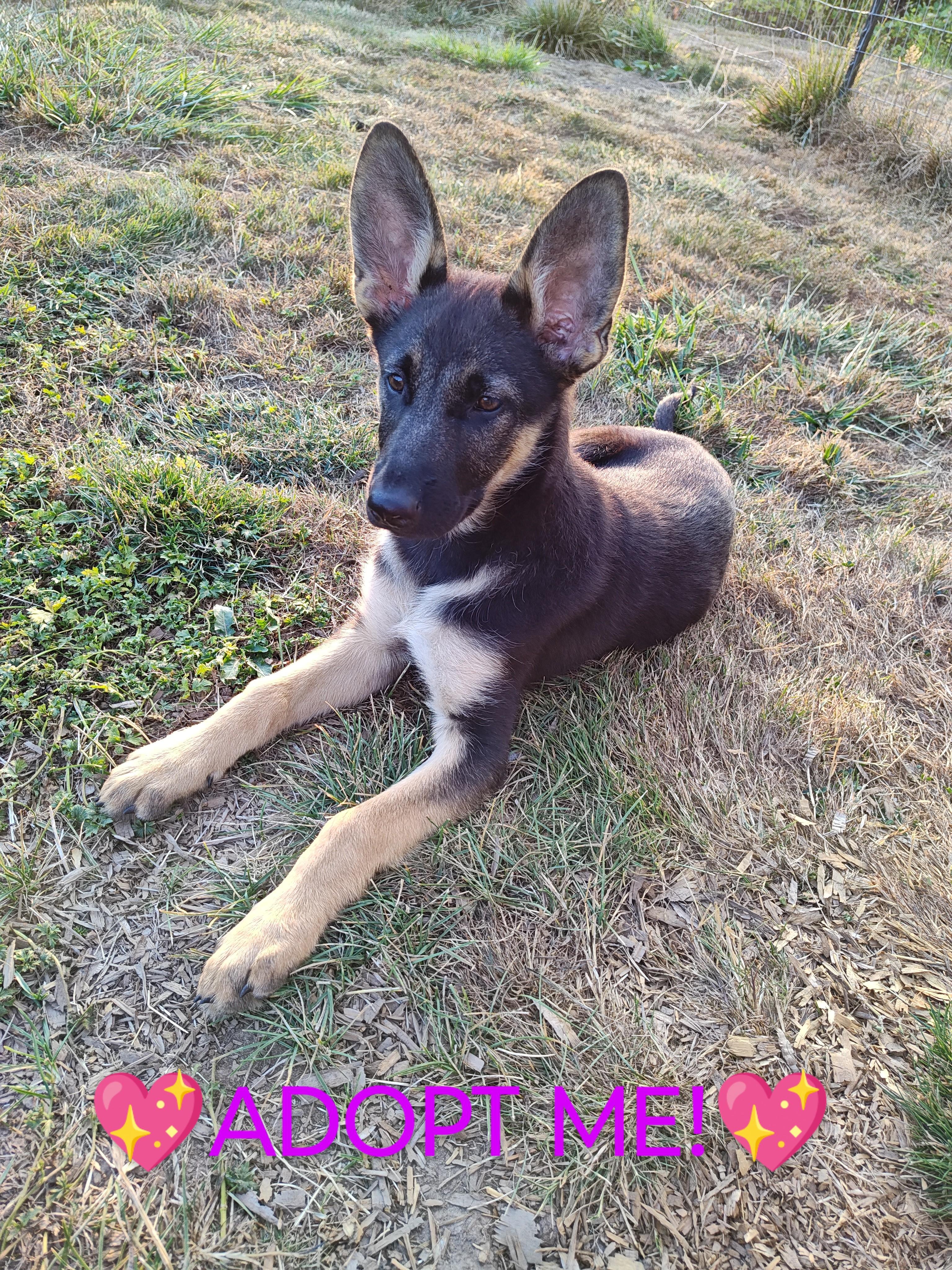 Enlarge Pinky, a Adopted German Shepherd Dog in Bellingham, WA image 6/6