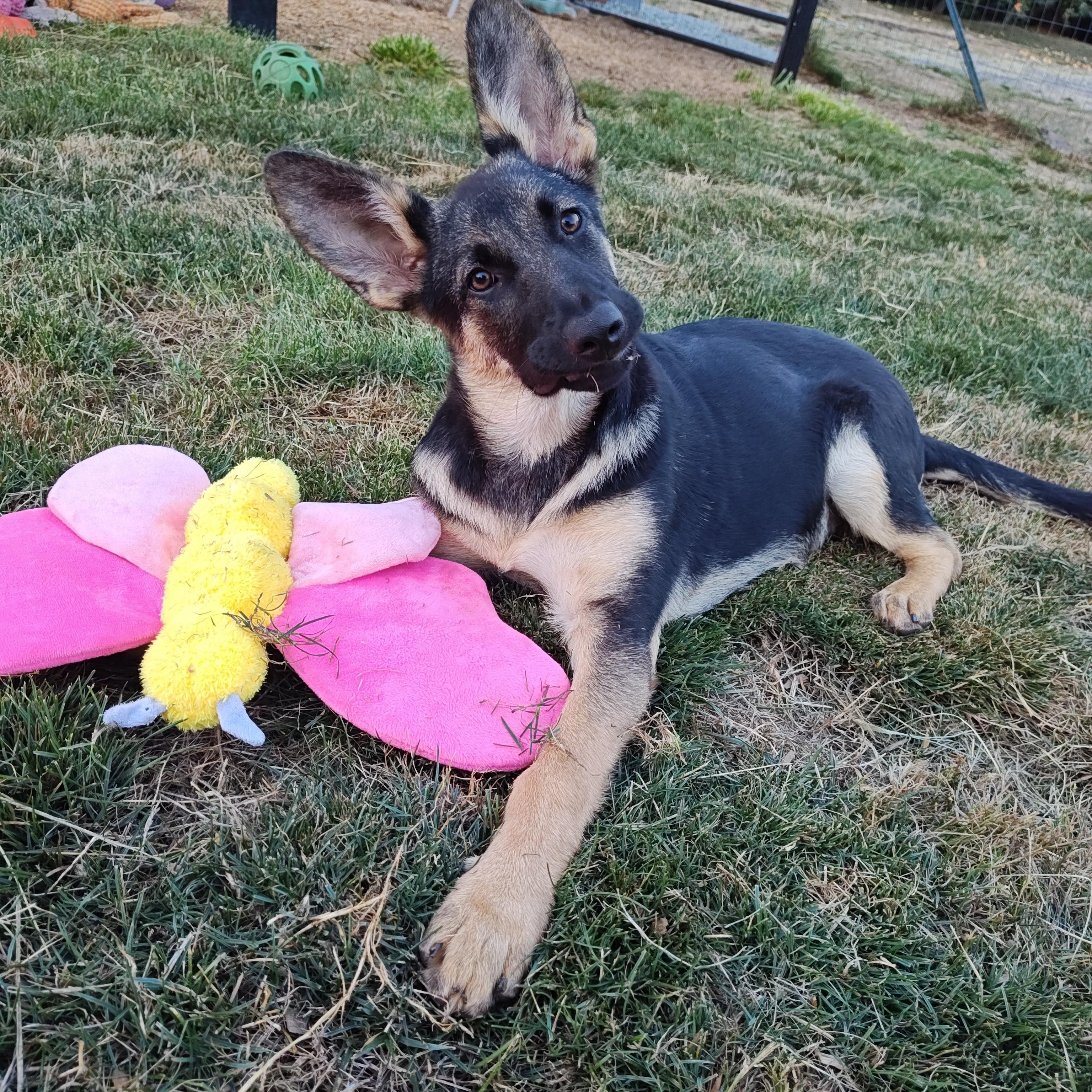 Enlarge Pinky, a Adopted German Shepherd Dog in Bellingham, WA image 5/6