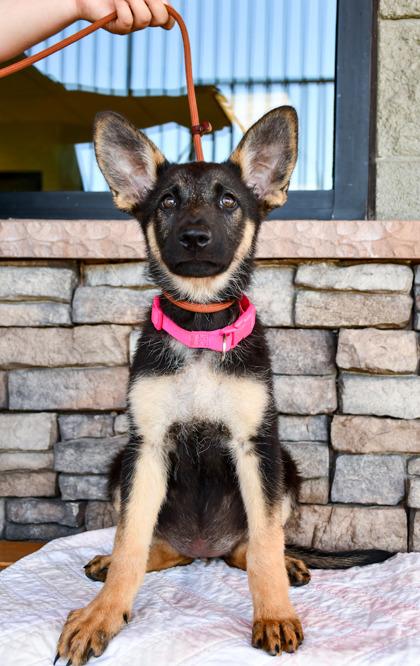 Enlarge Pinky, a Adopted German Shepherd Dog in Bellingham, WA image 2/6