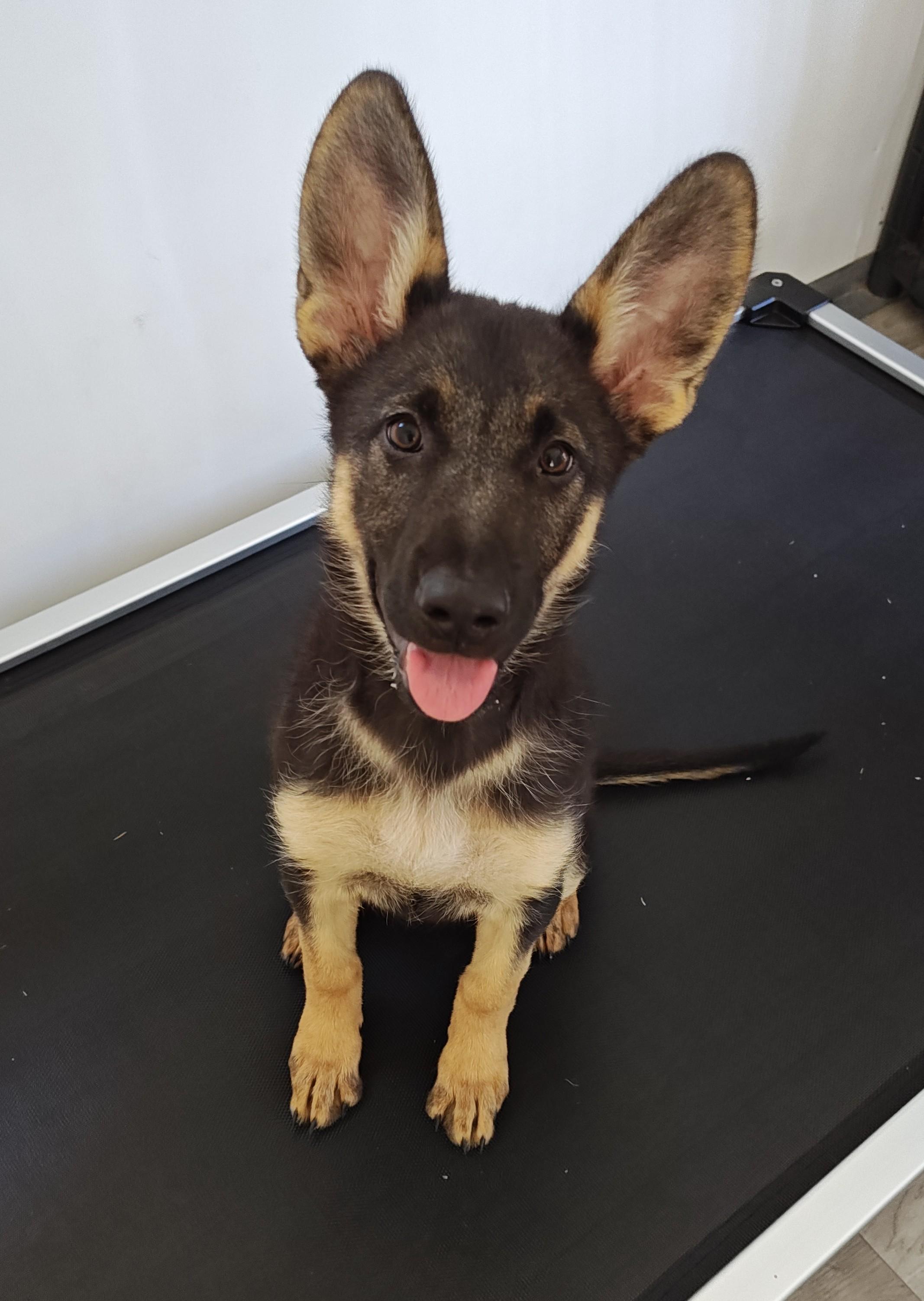Enlarge Pinky, a Adopted German Shepherd Dog in Bellingham, WA image 4/6
