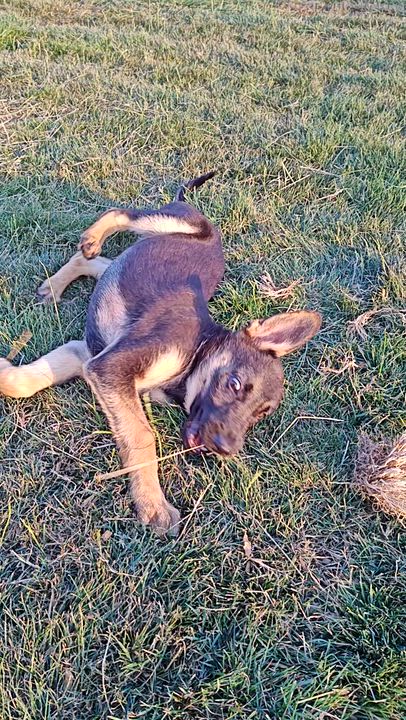 Enlarge Pinky, a Adopted German Shepherd Dog in Bellingham, WA video 3/6