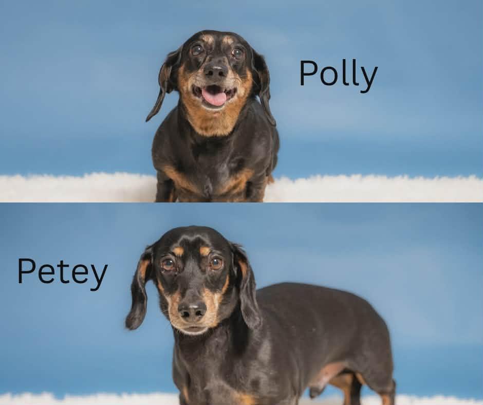 Polly (bonded with Petey), ADOPTABLE, Adult Female Dachshund.