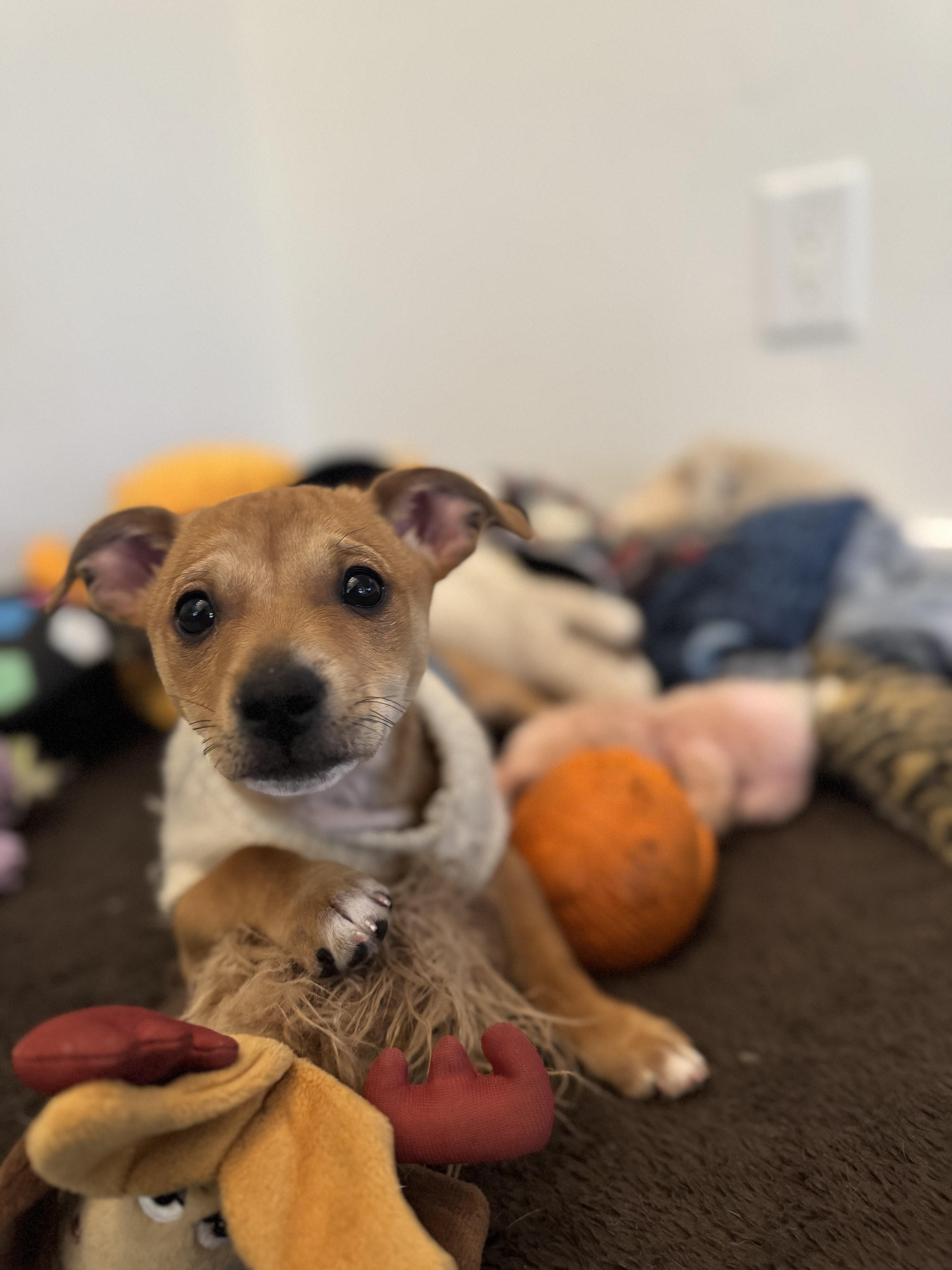 Enlarge Chex, a Adoptable mixed breed in Bakersfield, CA image 1/6