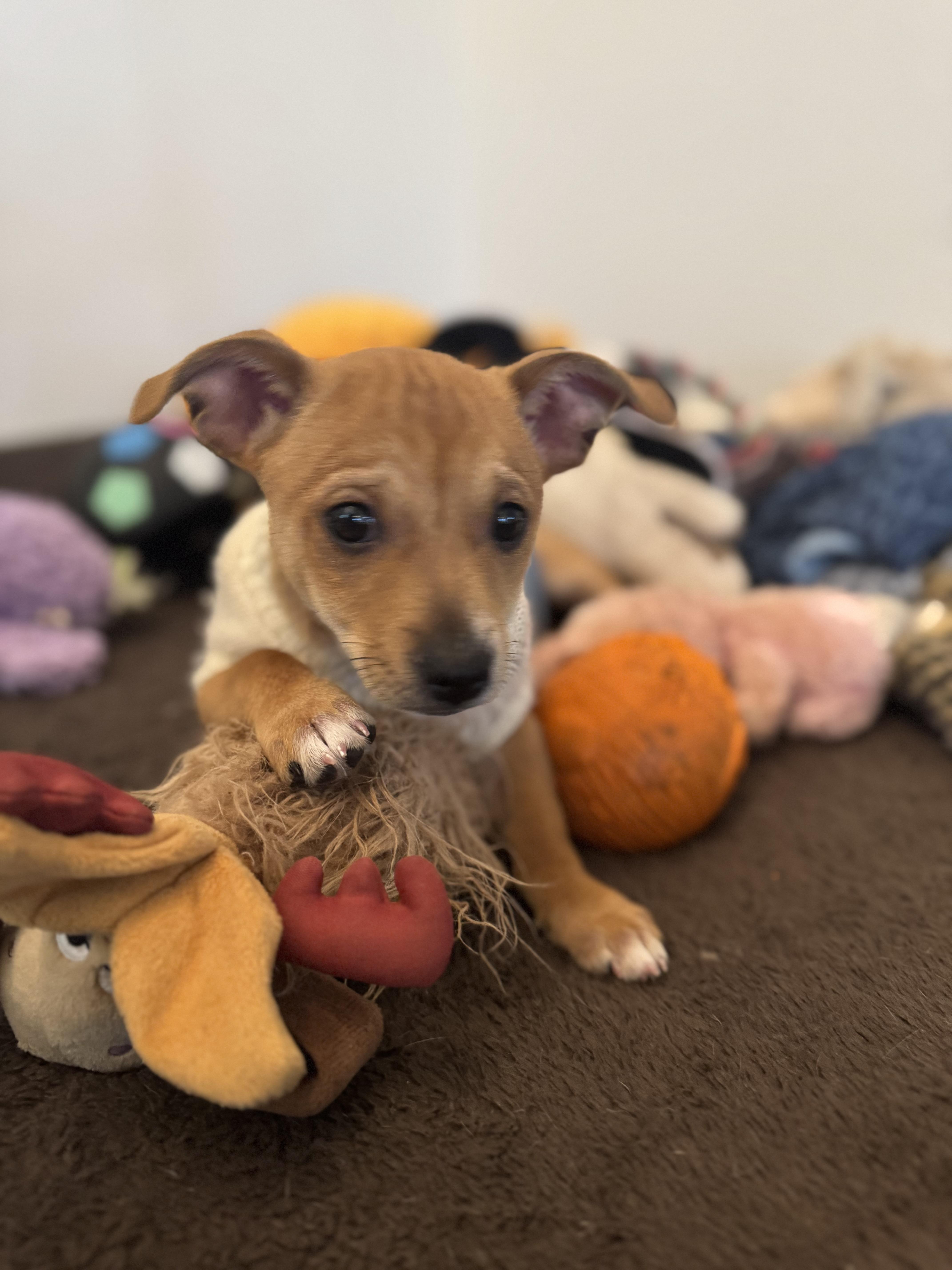 Enlarge Chex, a Adoptable mixed breed in Bakersfield, CA image 2/6