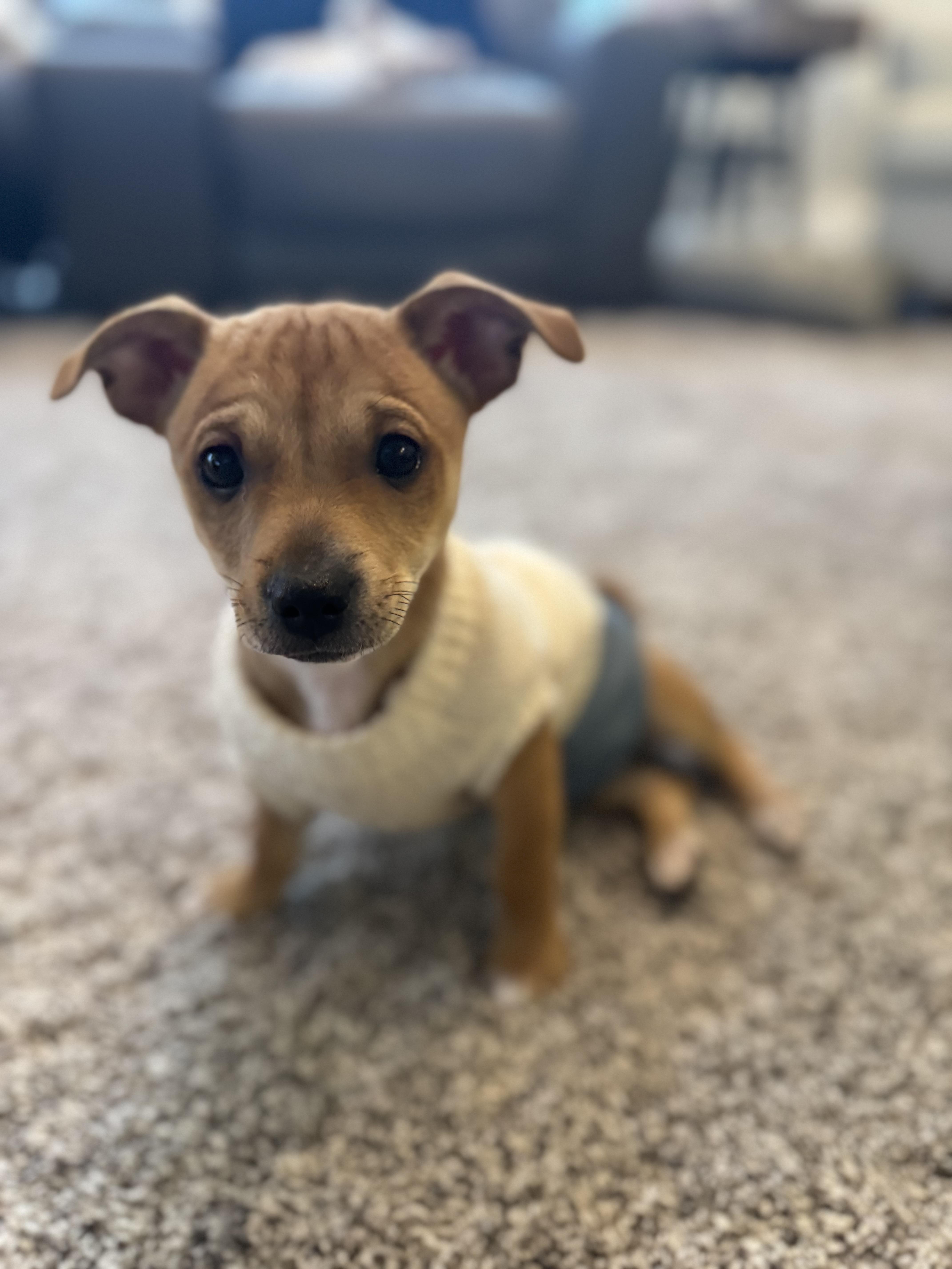 Enlarge Chex, a Adoptable mixed breed in Bakersfield, CA image 3/6