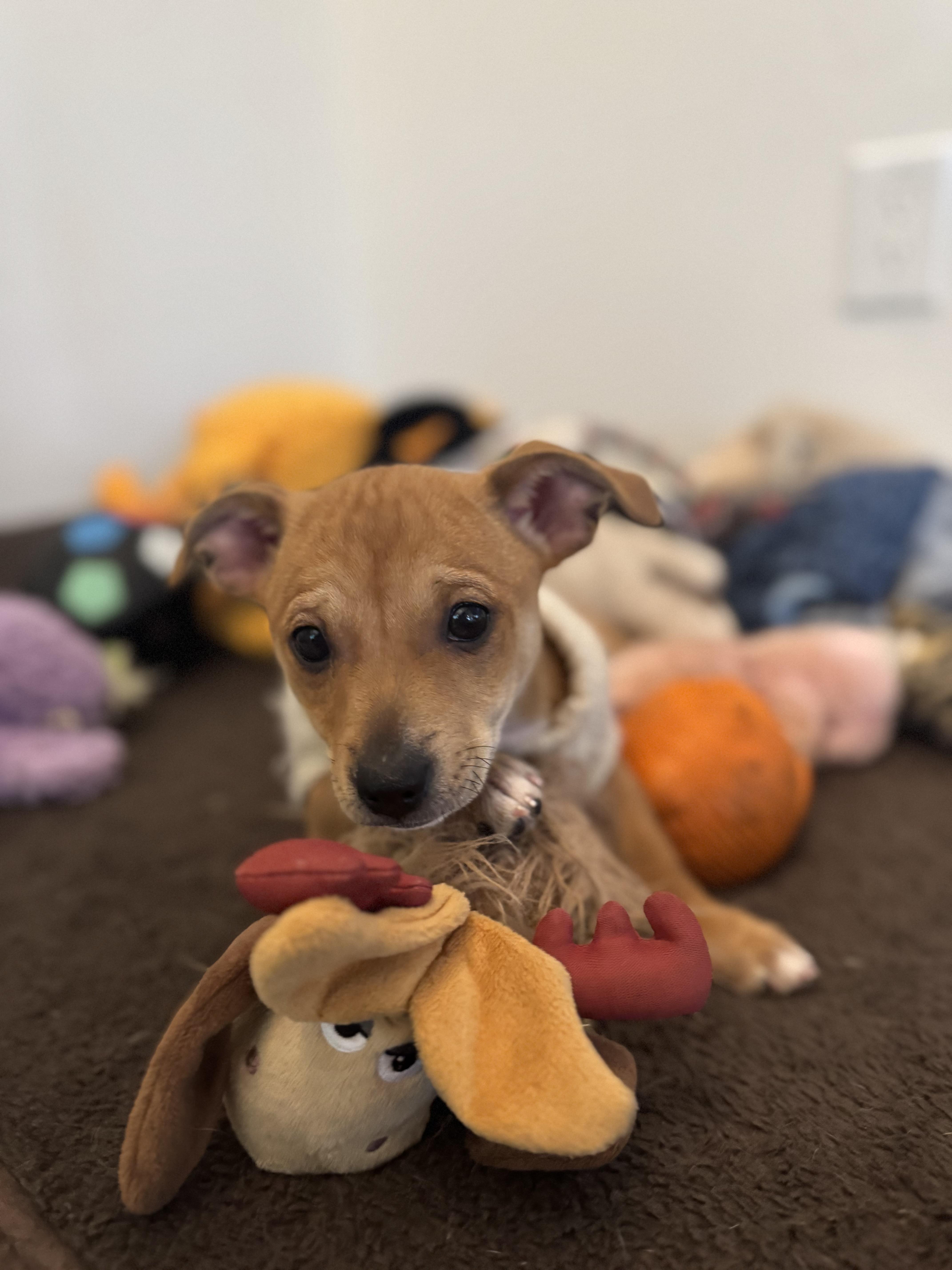 Enlarge Chex, a Adoptable mixed breed in Bakersfield, CA image 4/6