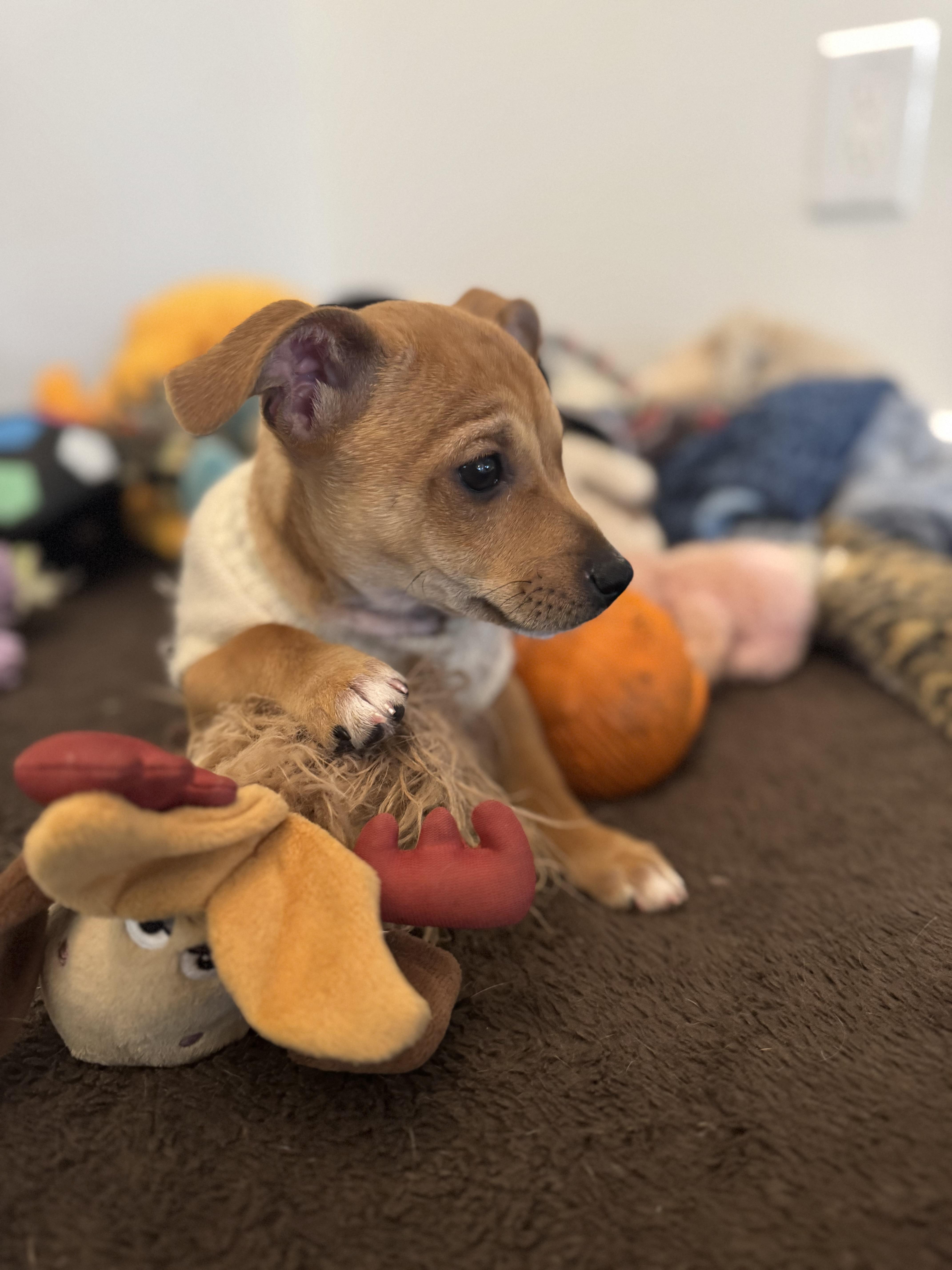 Enlarge Chex, a Adoptable mixed breed in Bakersfield, CA image 5/6