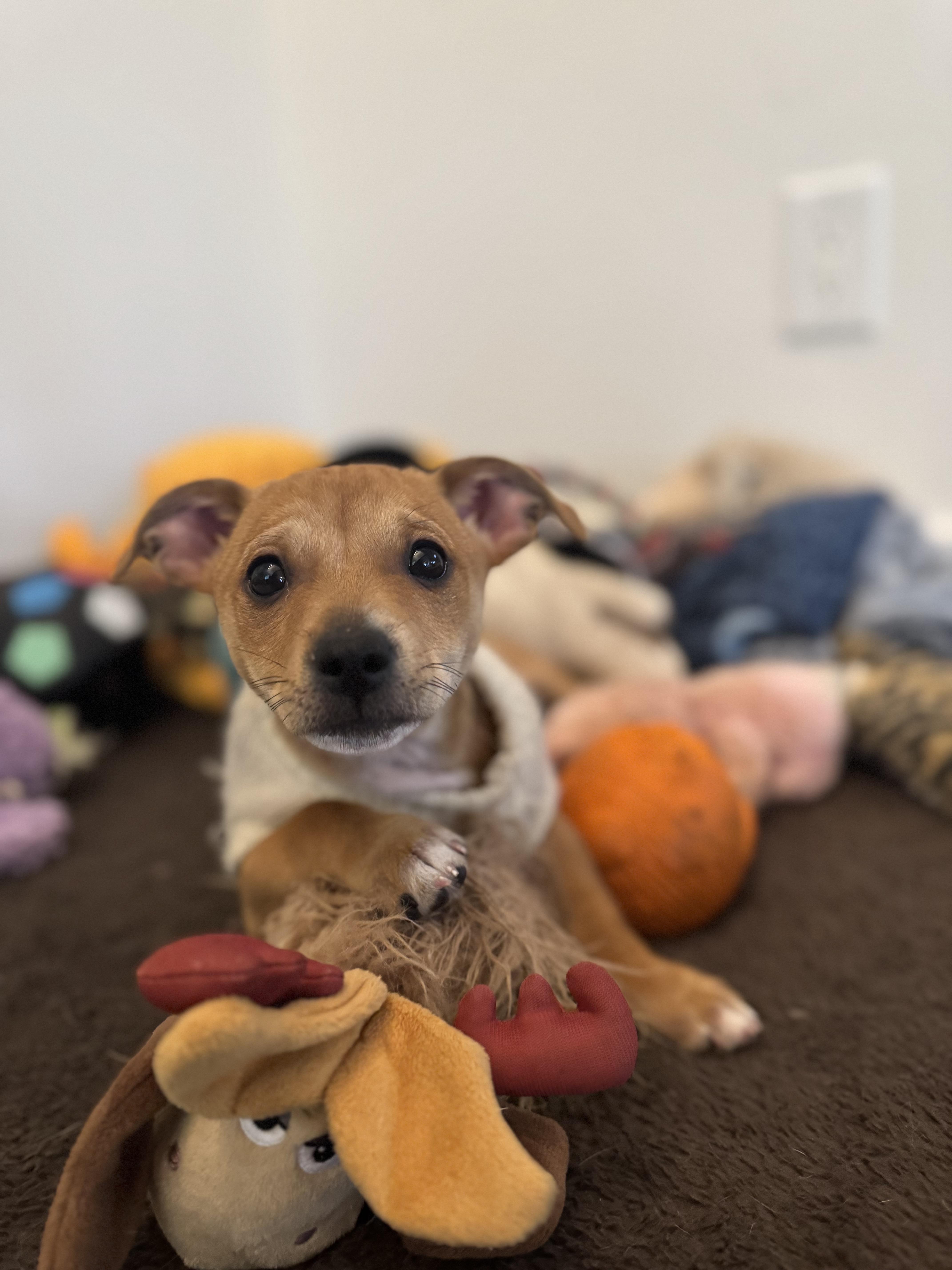 Enlarge Chex, a Adoptable mixed breed in Bakersfield, CA image 6/6
