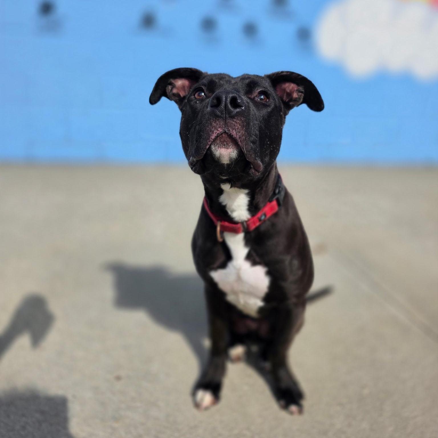 Enlarge Bada-Boom, a Adoptable Mixed Breed in Mount Pleasant, MI image 3/5