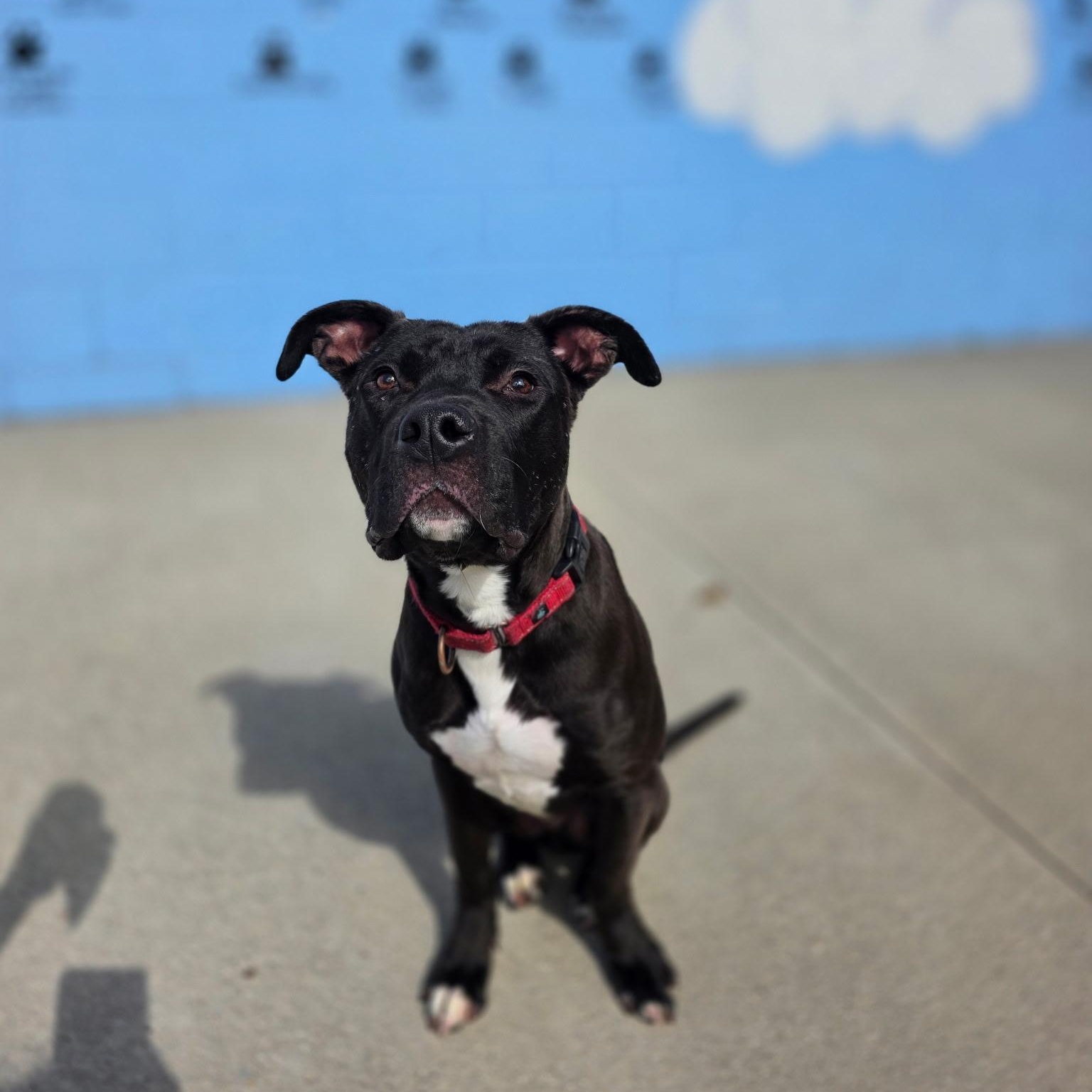 Enlarge Bada-Boom, a Adoptable Mixed Breed in Mount Pleasant, MI image 4/5