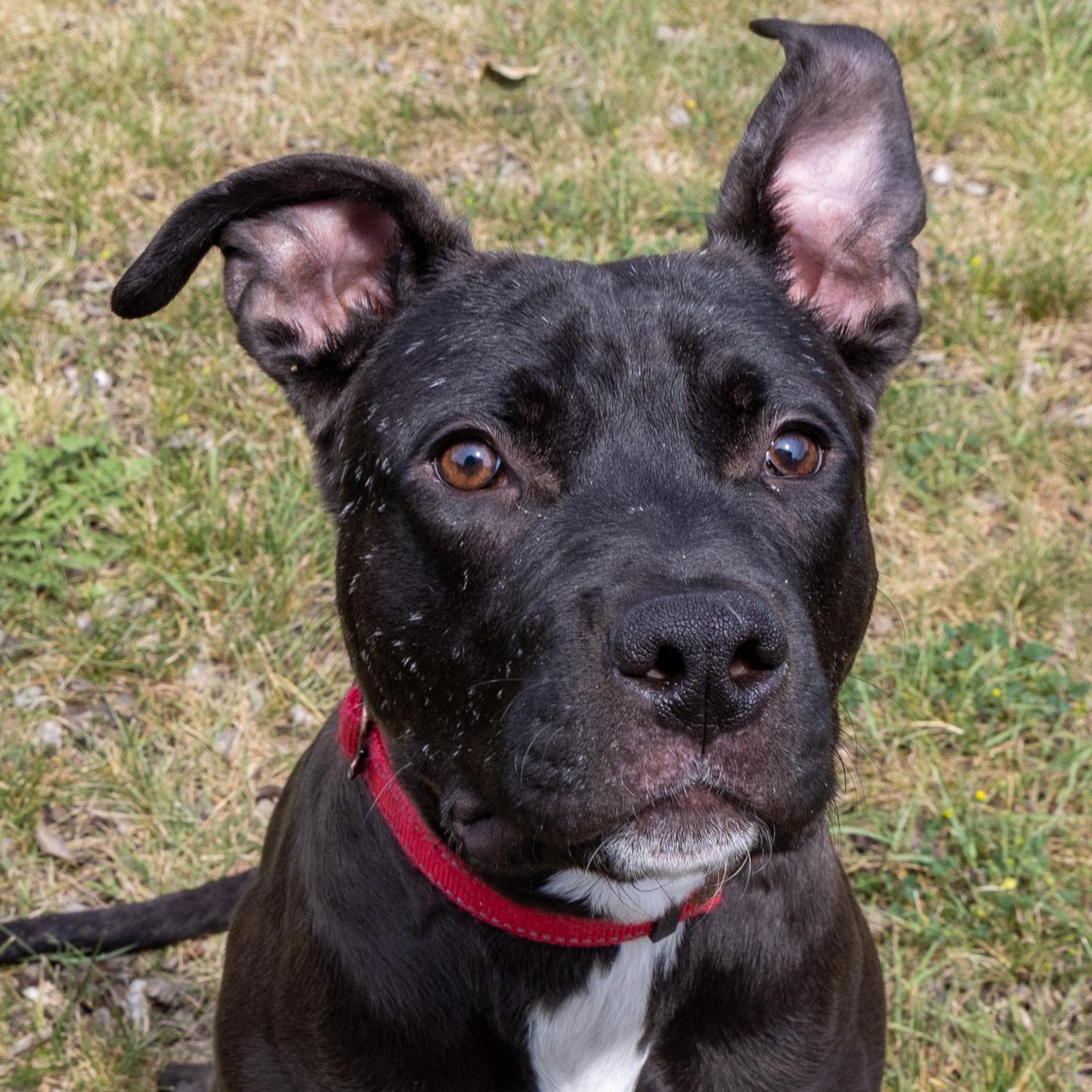 Enlarge Bada-Boom, a Adoptable Mixed Breed in Mount Pleasant, MI image 2/5