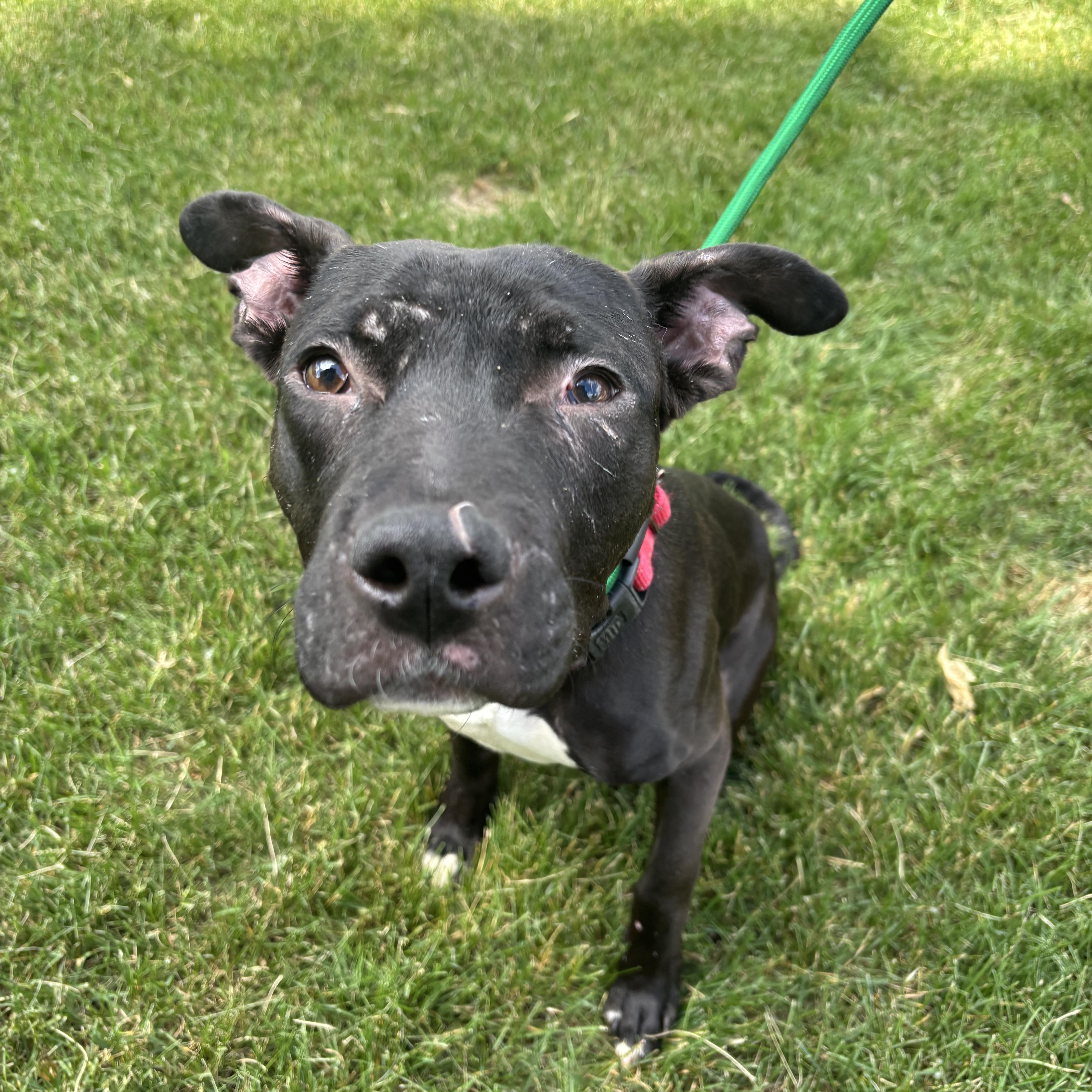 Enlarge Bada-Boom, a Adoptable Mixed Breed in Mount Pleasant, MI image 5/5