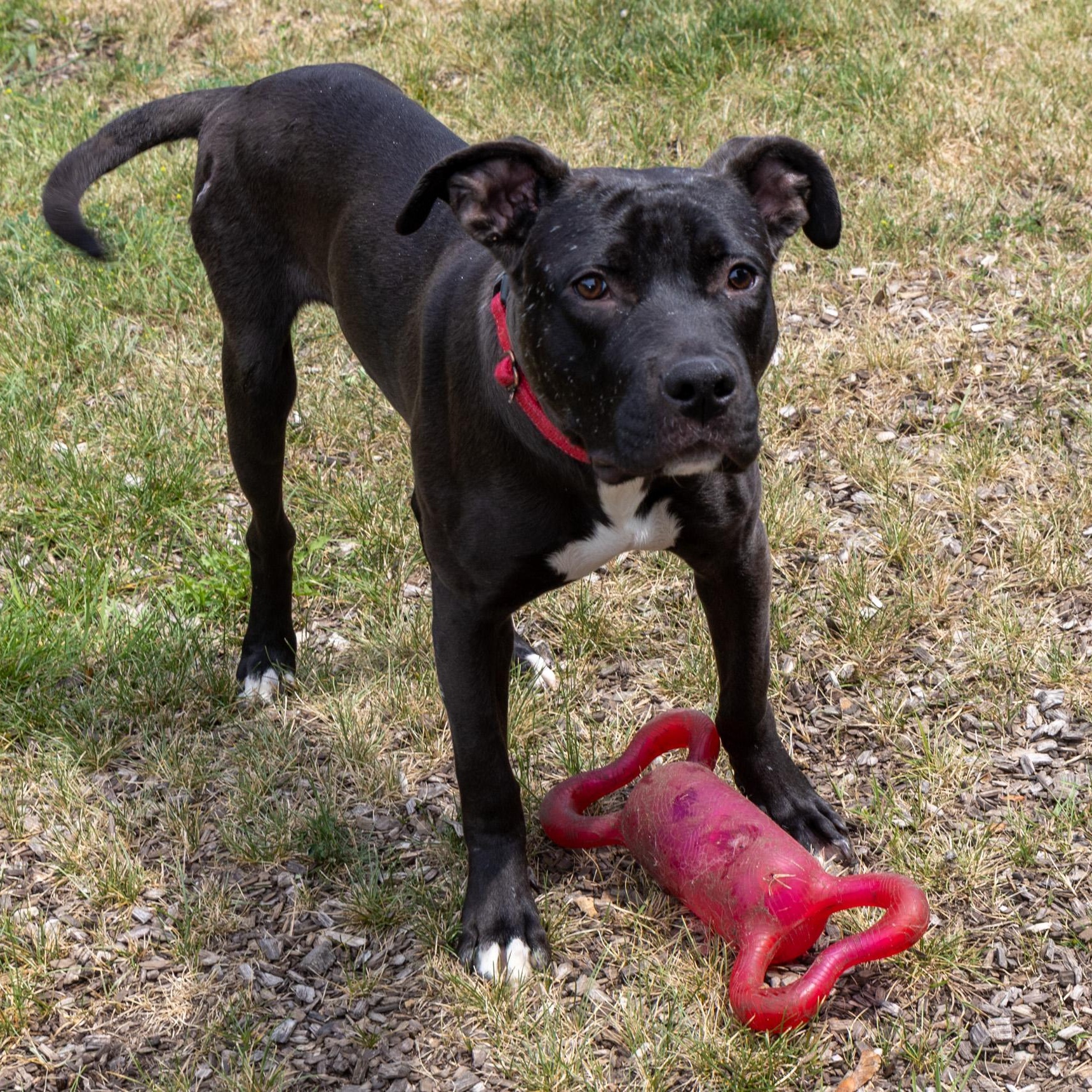 Bada-Boom, Adoptable, Young Male Mixed Breed.