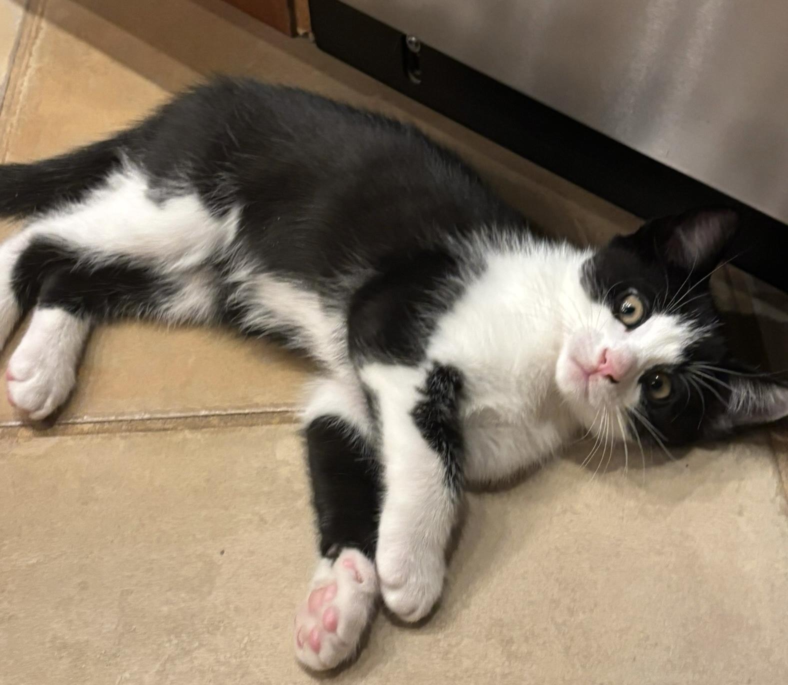 Junior, ADOPTABLE, Kitten Male Domestic Short Hair.