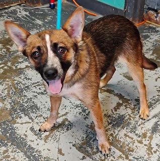 Enlarge Rogue *Help! I need a foster home by Oct 1!*, a Adoptable mixed breed in Crystal, MN image 1/1