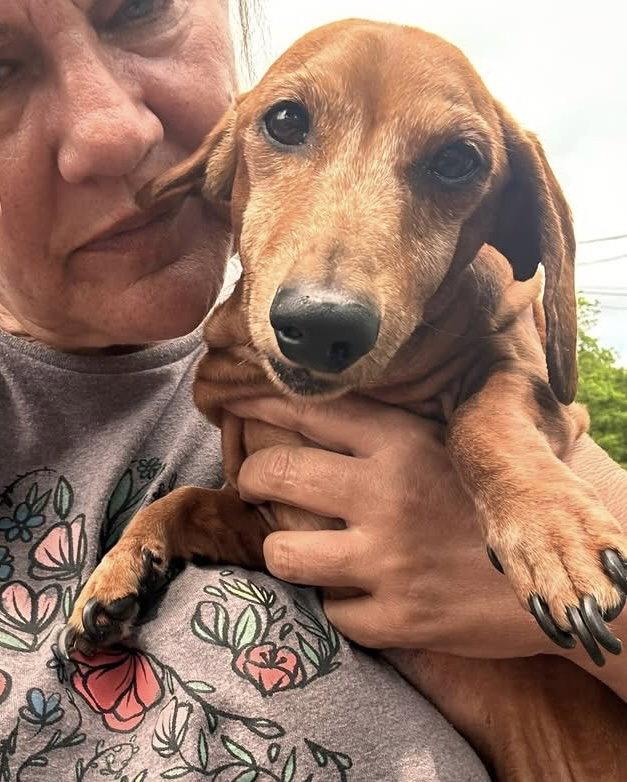 Manny, a Adopted Dachshund in Pearland, TX image 1/3